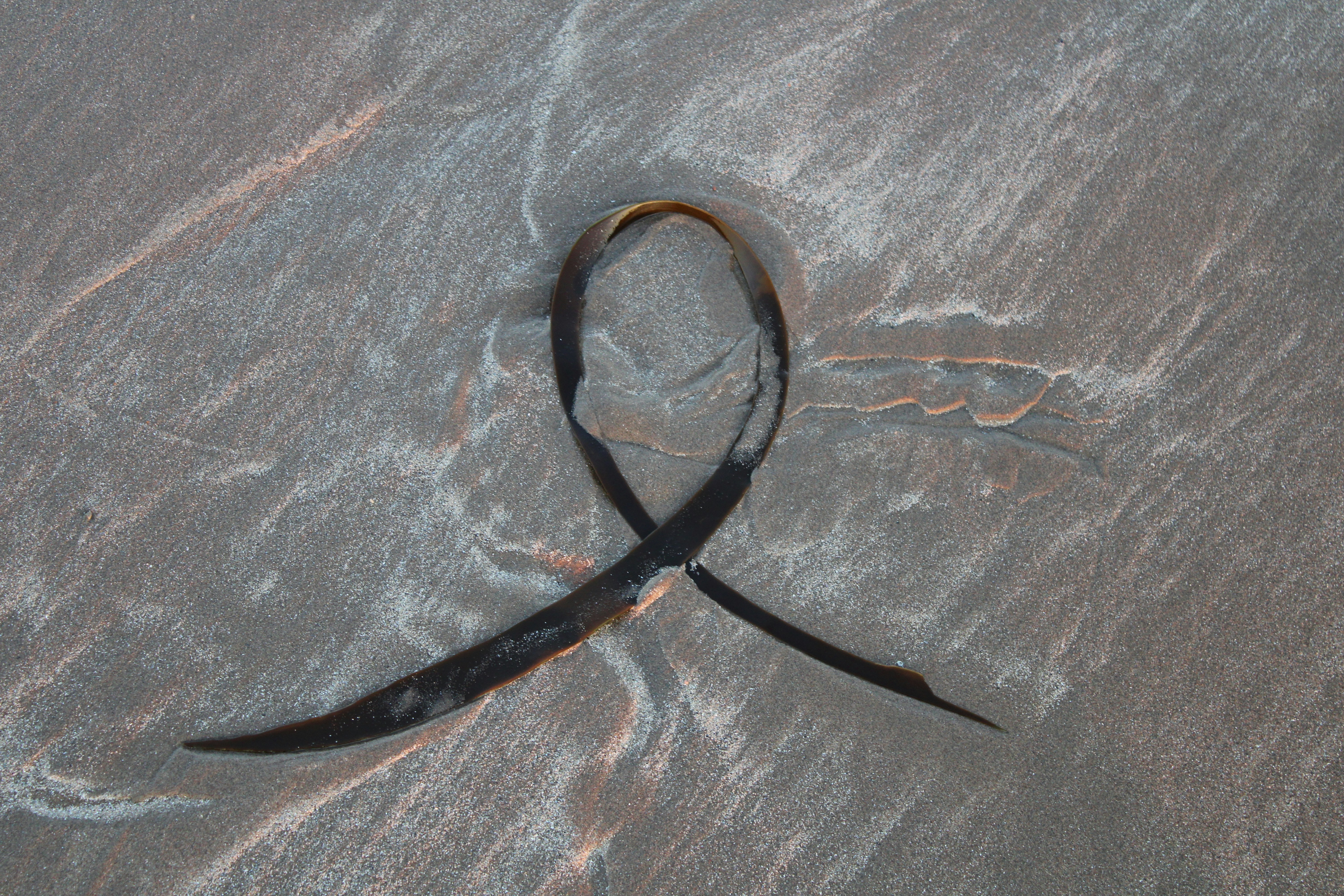 A dried weed shaped like a ribbon.