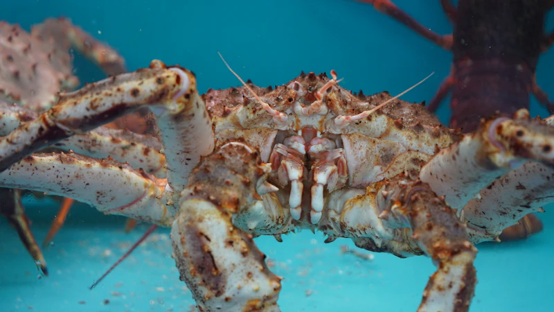 Live crab