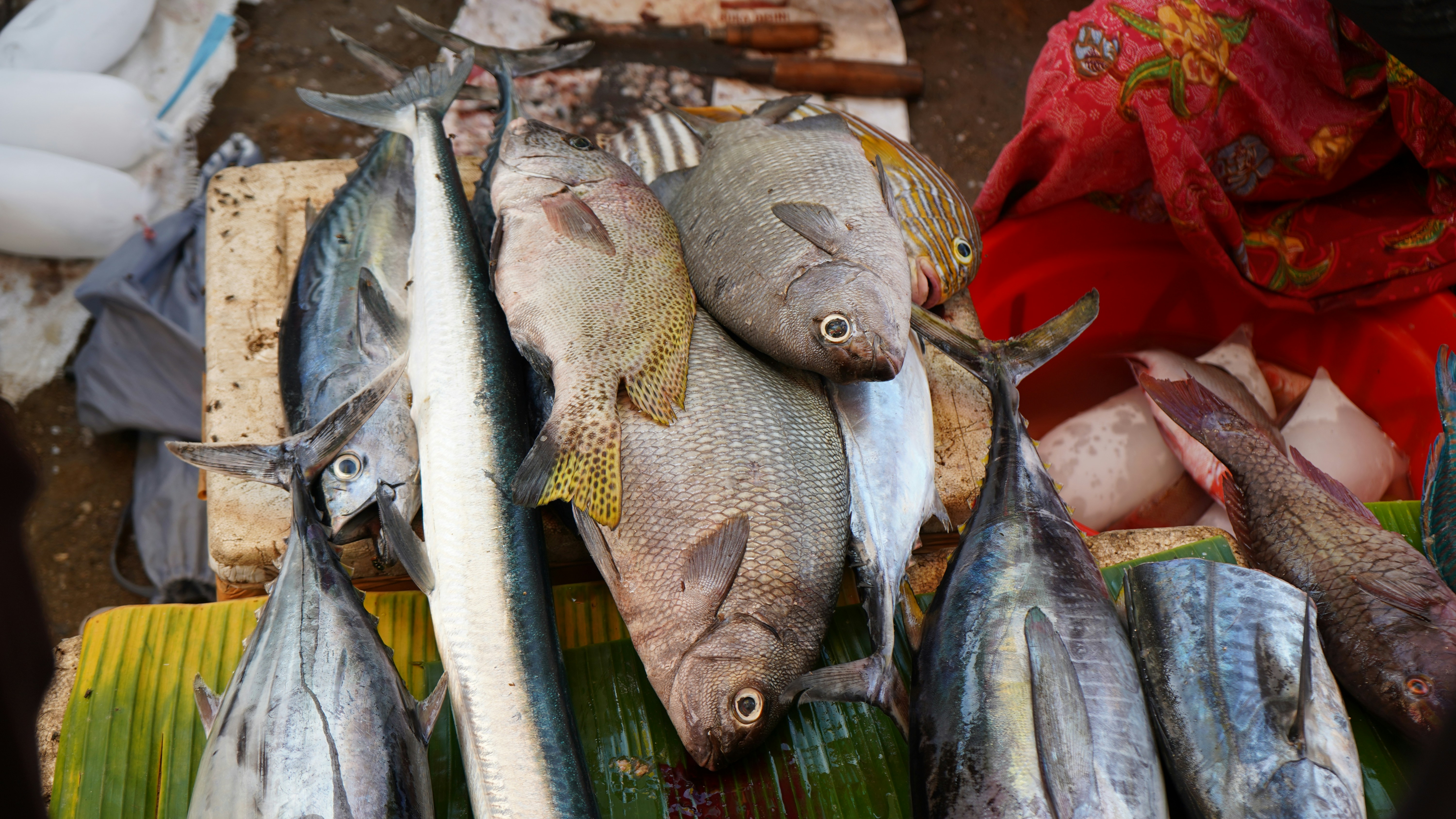 Fresh tropical fish at local market