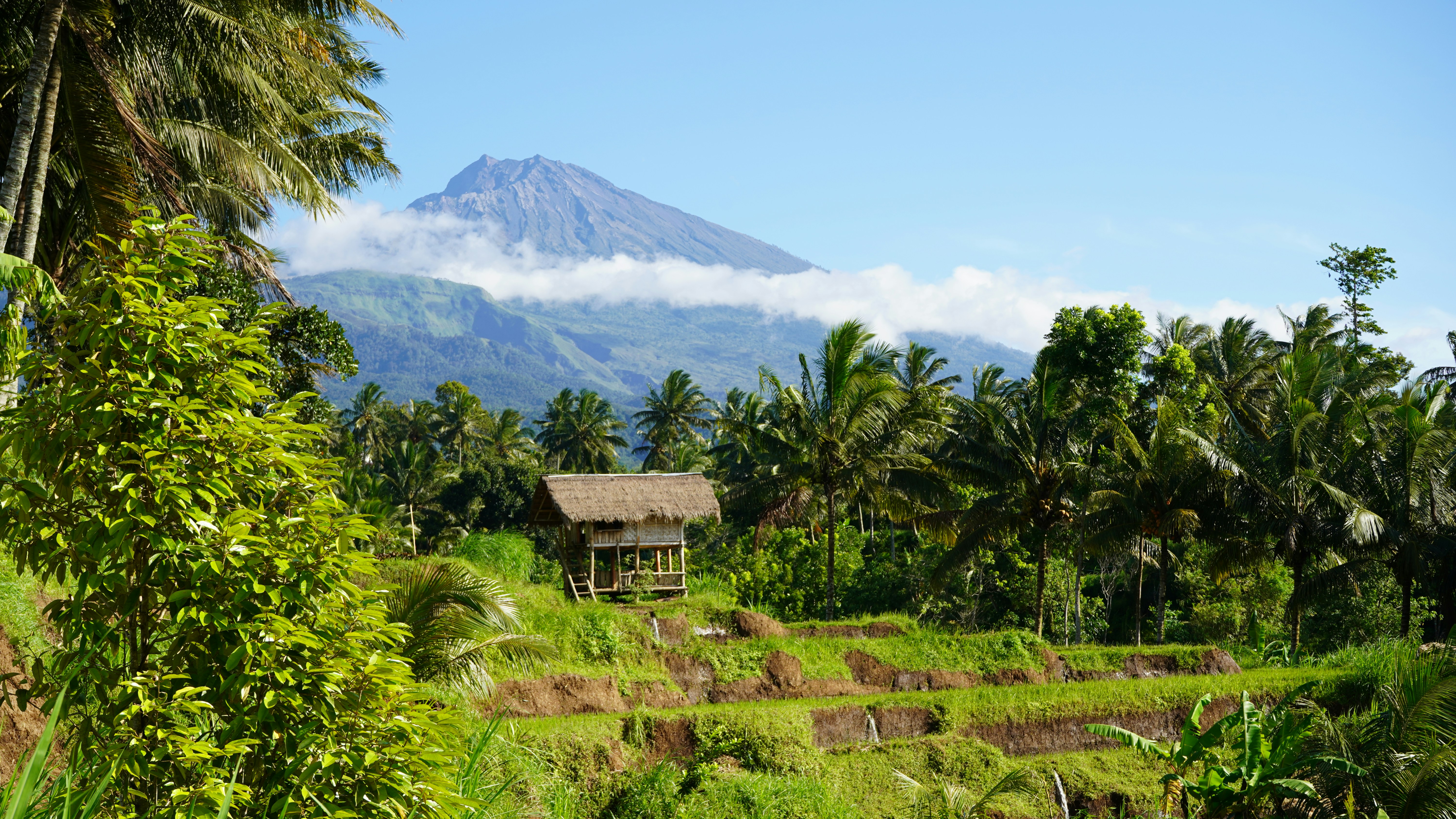 Lush rice fields with a majestic mountain in view.