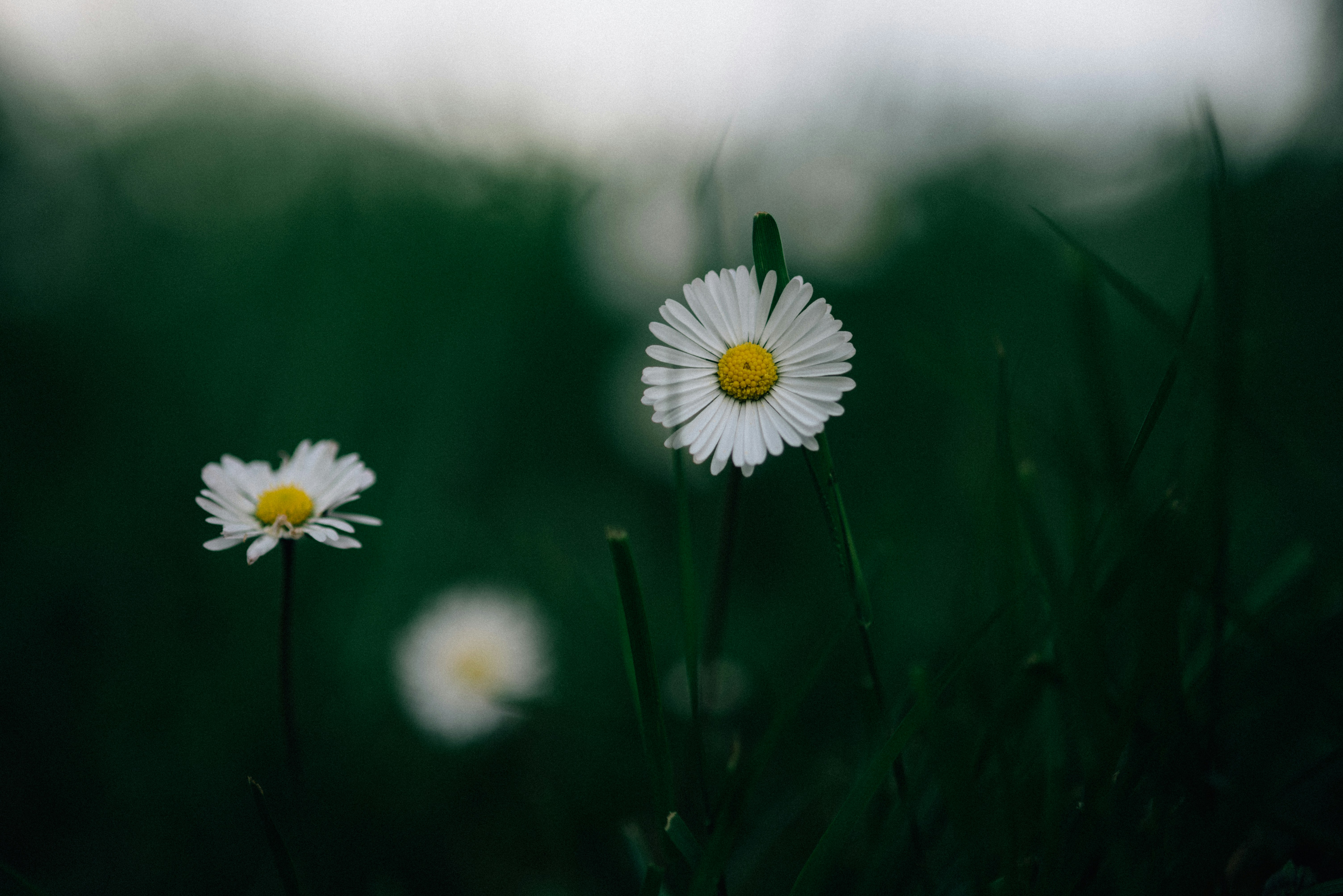 Photo by alexandretopolewski