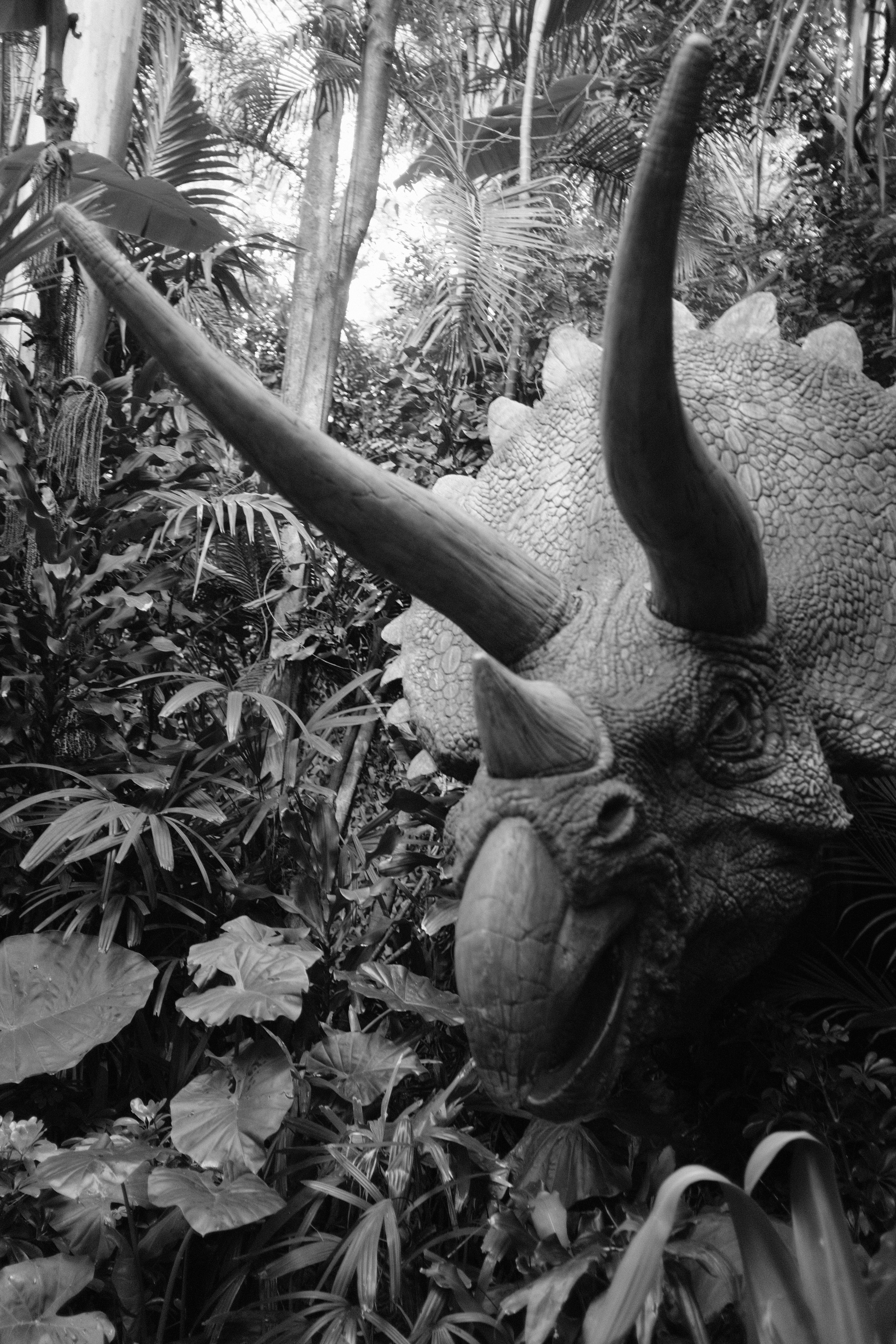 A triceratops statue is surrounded by lush greenery.