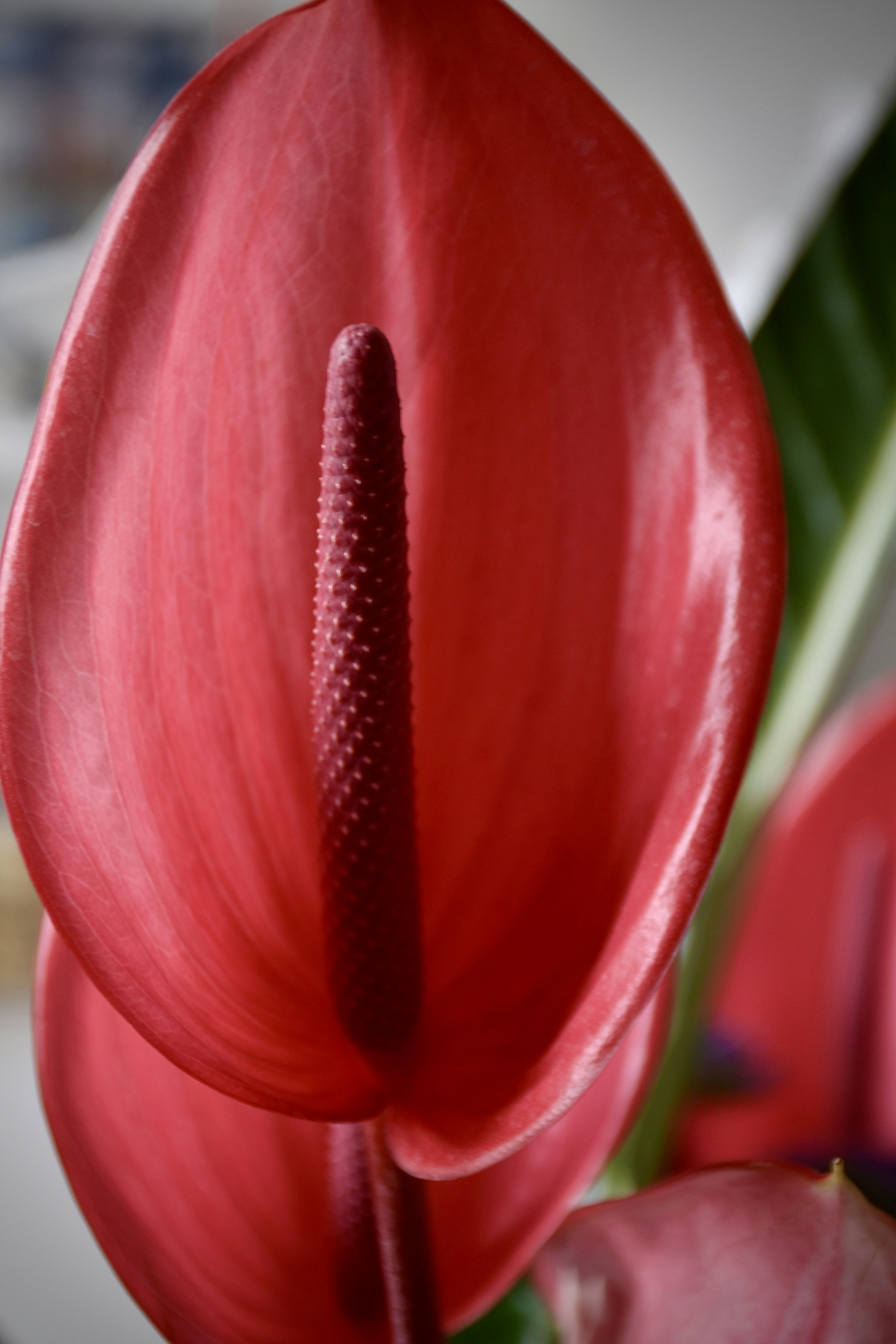 Un primo piano di un fiore di anthurium rosso. foto  Immagine gratis di  Fiore su Unsplash