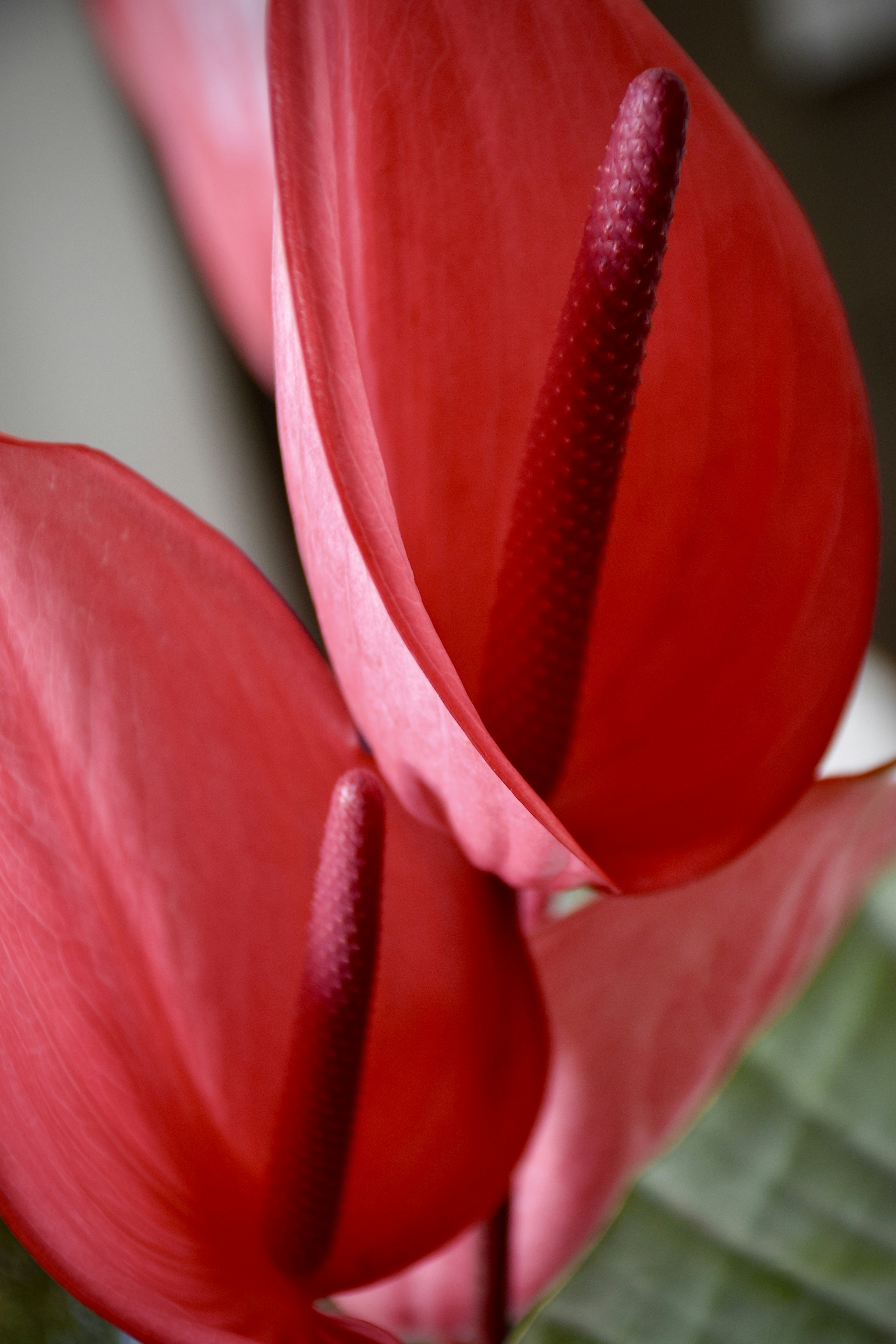 Photo by arnosenoner