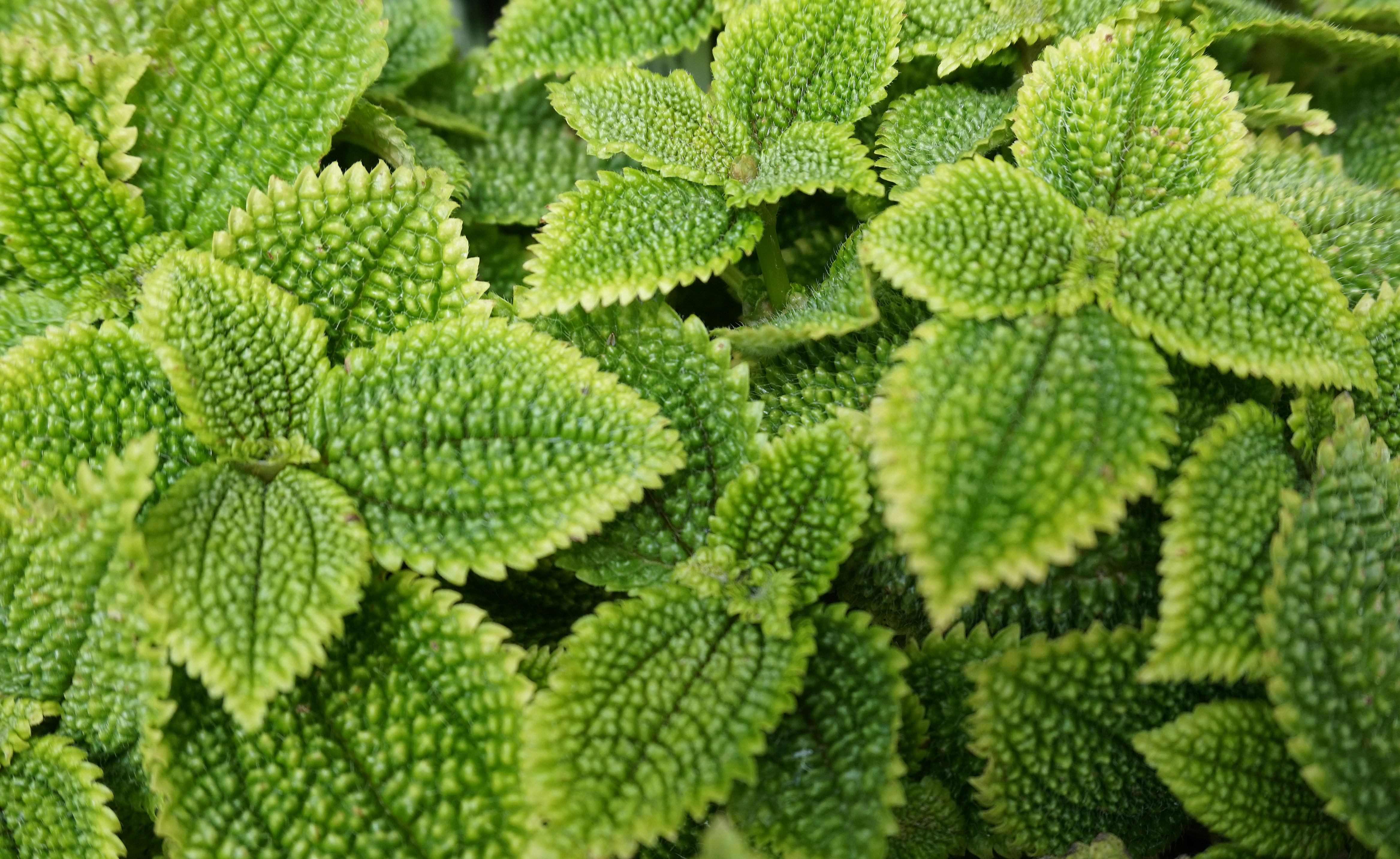 9 Friendship Plant (image credits: unsplash)