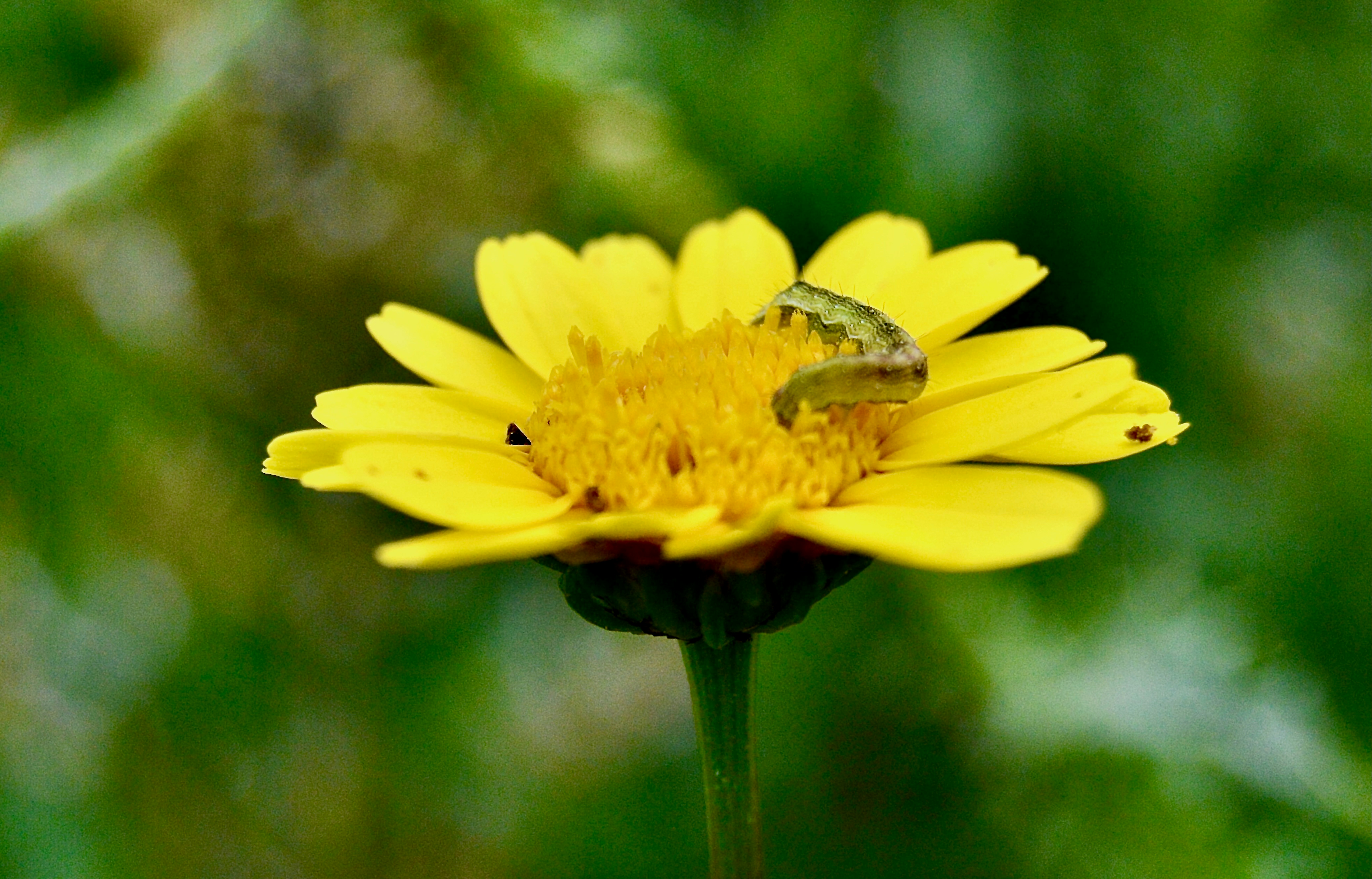 Photo by antoniozarza