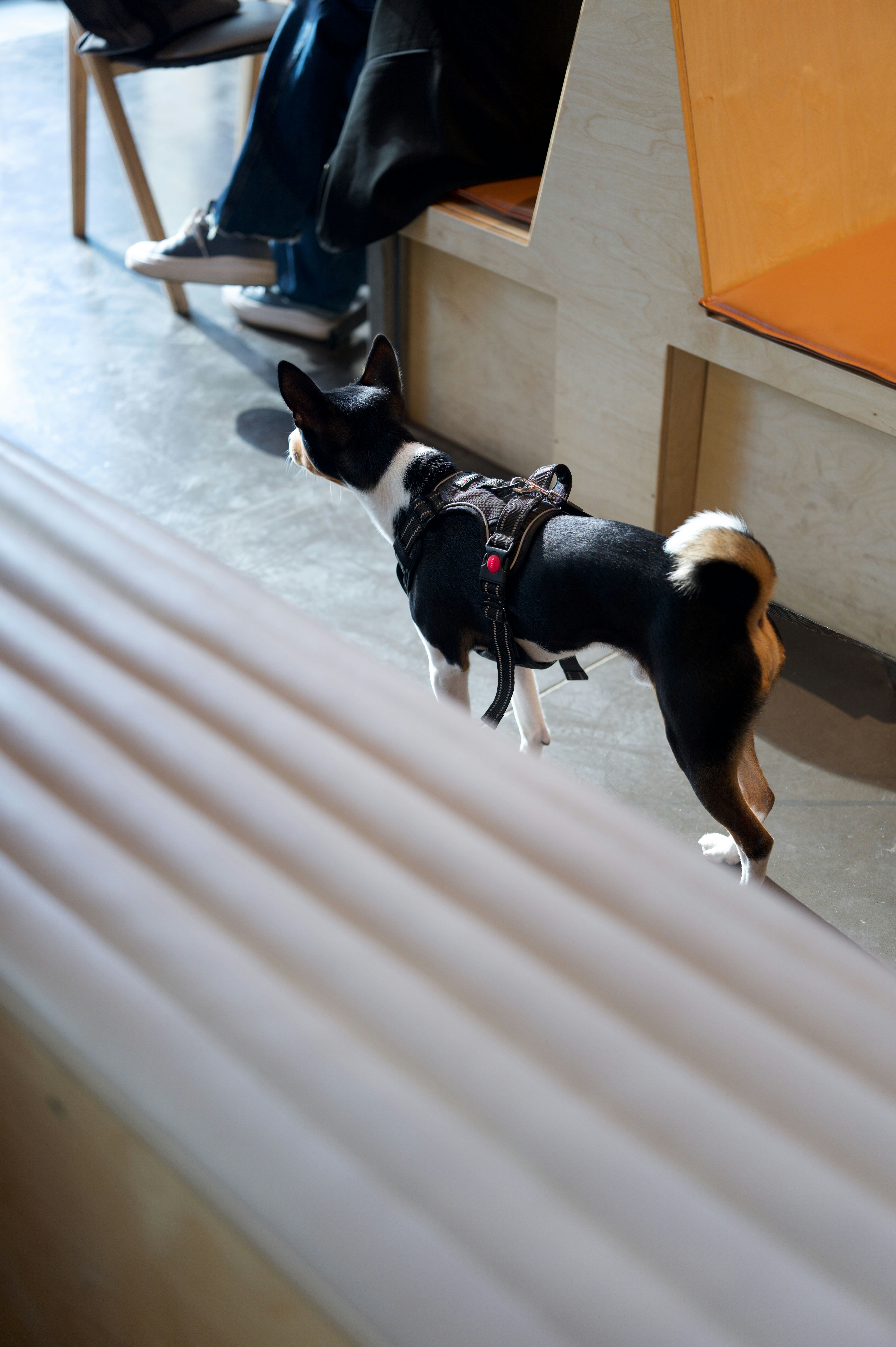 A Boston Terrier and French Bulldog with their respective price tags