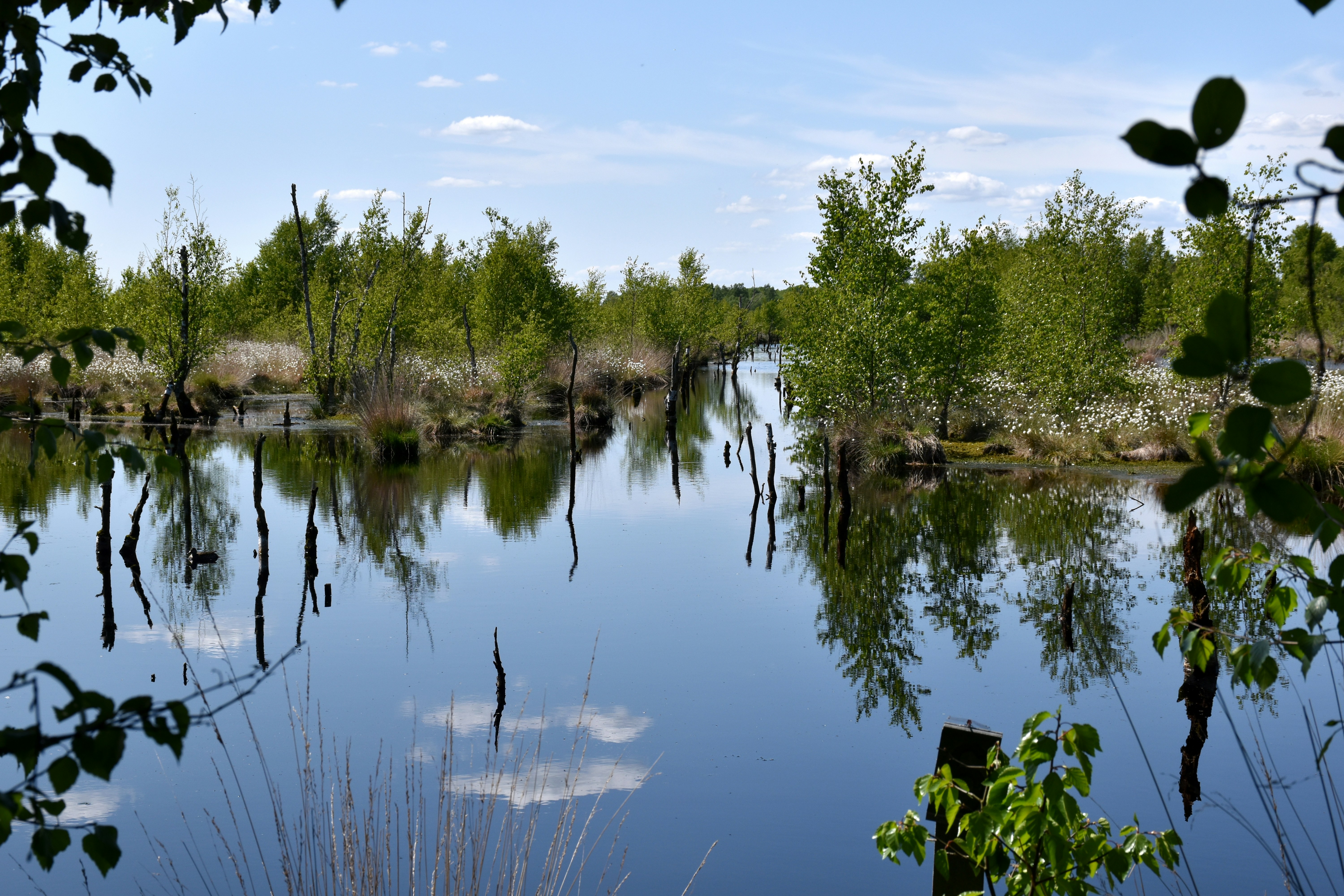 water reflecting trees and sky in a peaceful wetland