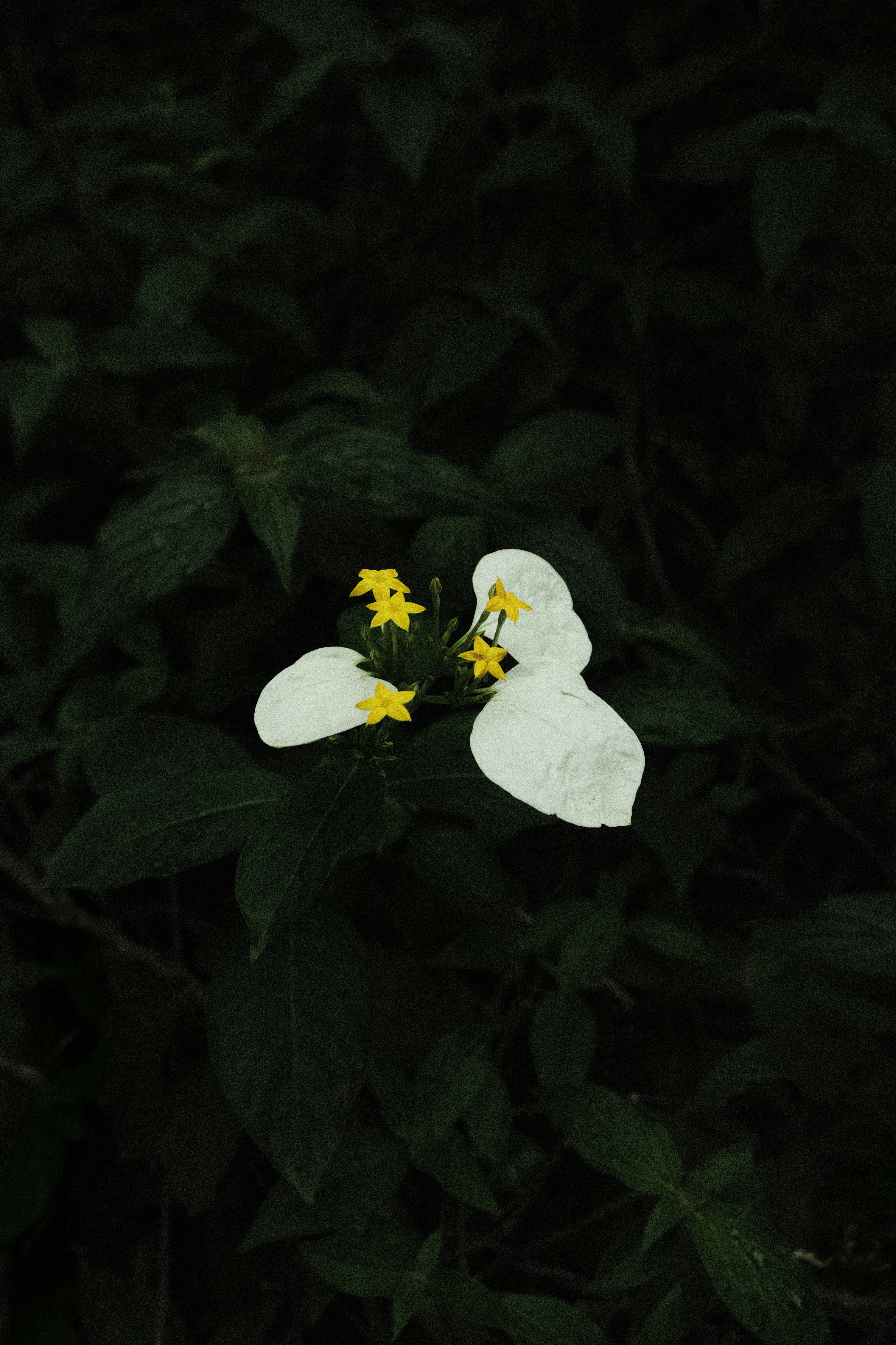 White flower with yellow centers amid green leaves.