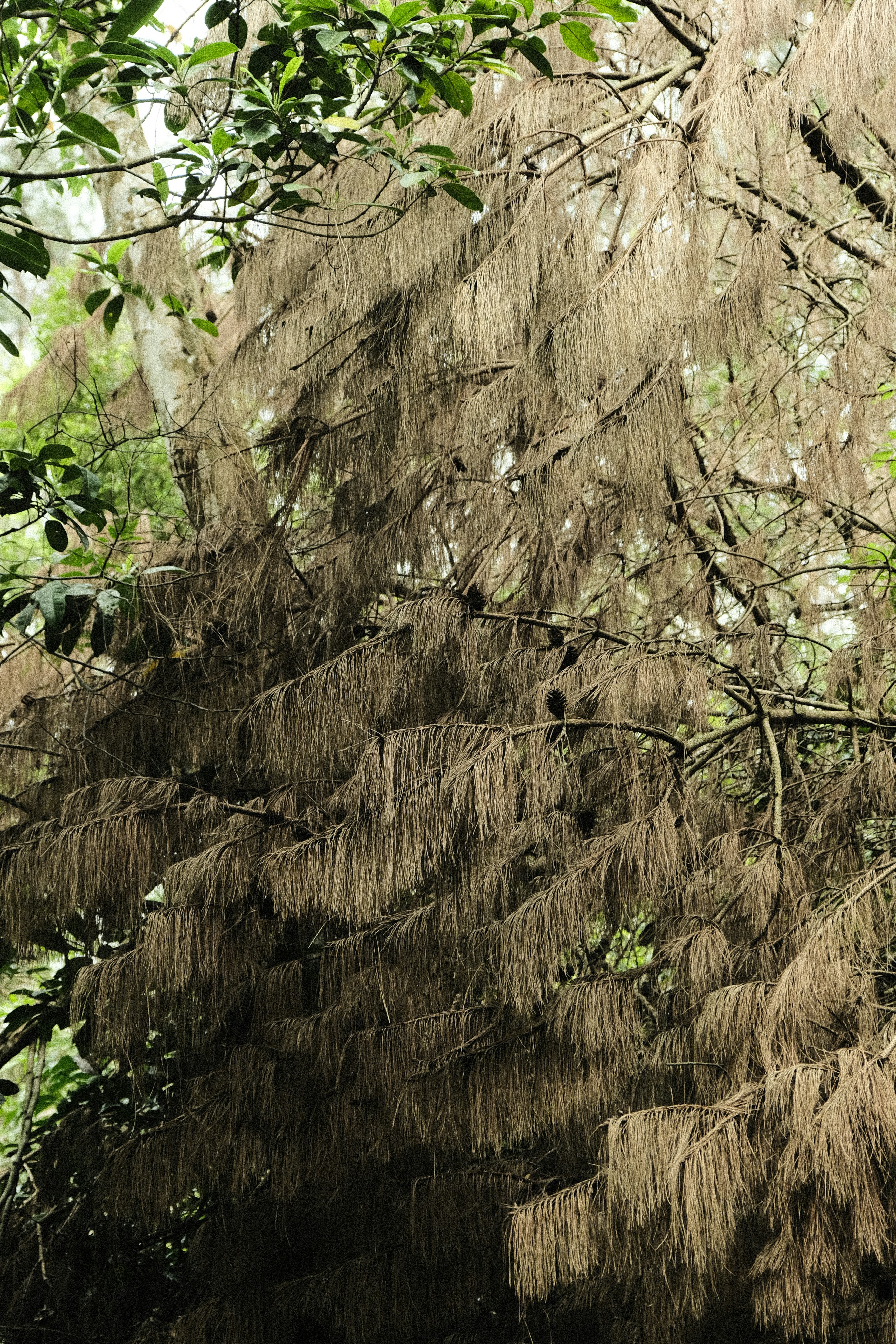A tree with long, flowing, brown, thin branches.