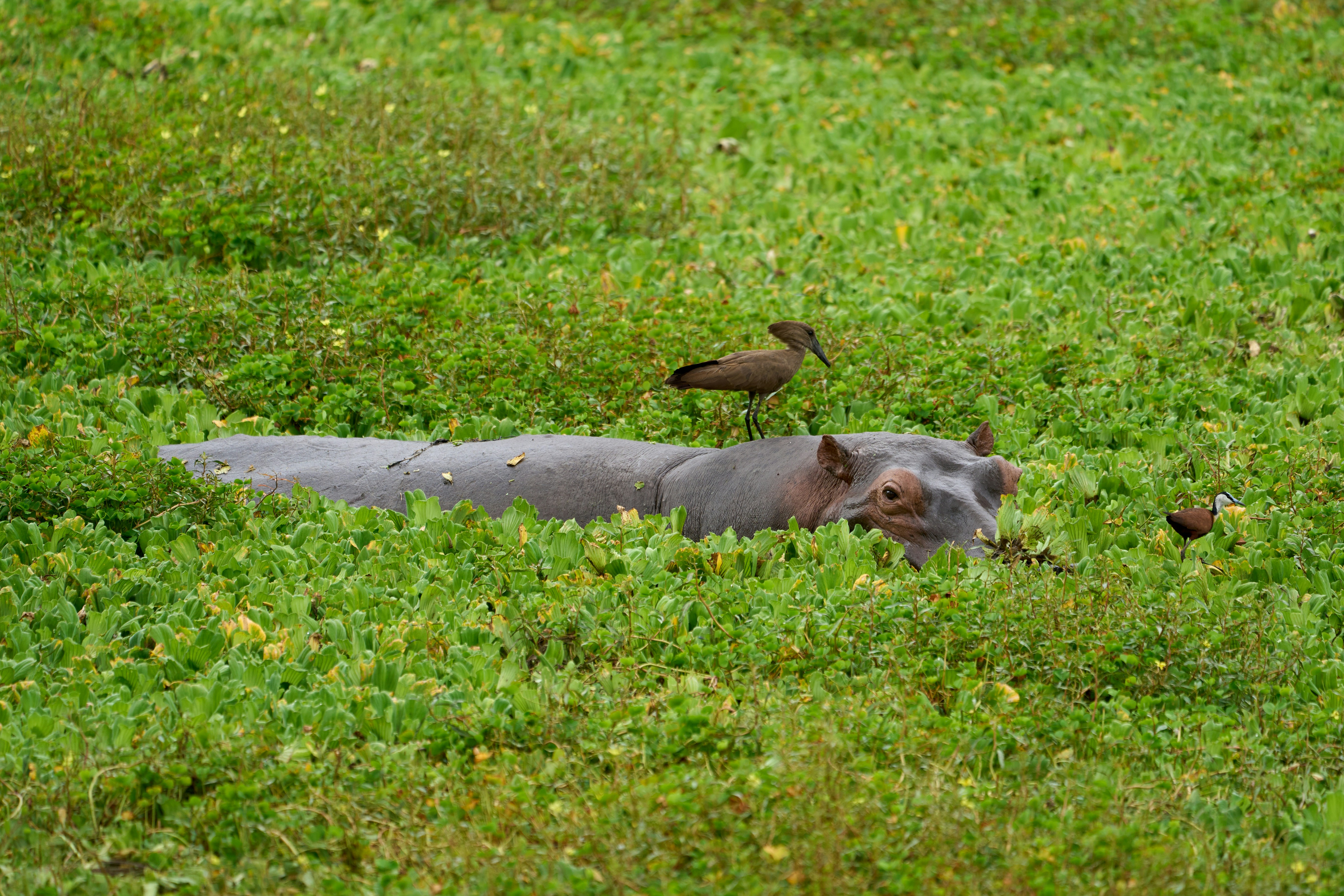 A hippopotamus rests in green grass with birds.