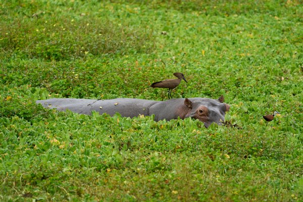 A hippo out grazing, with birds on its back — South Luangwa, Zambia