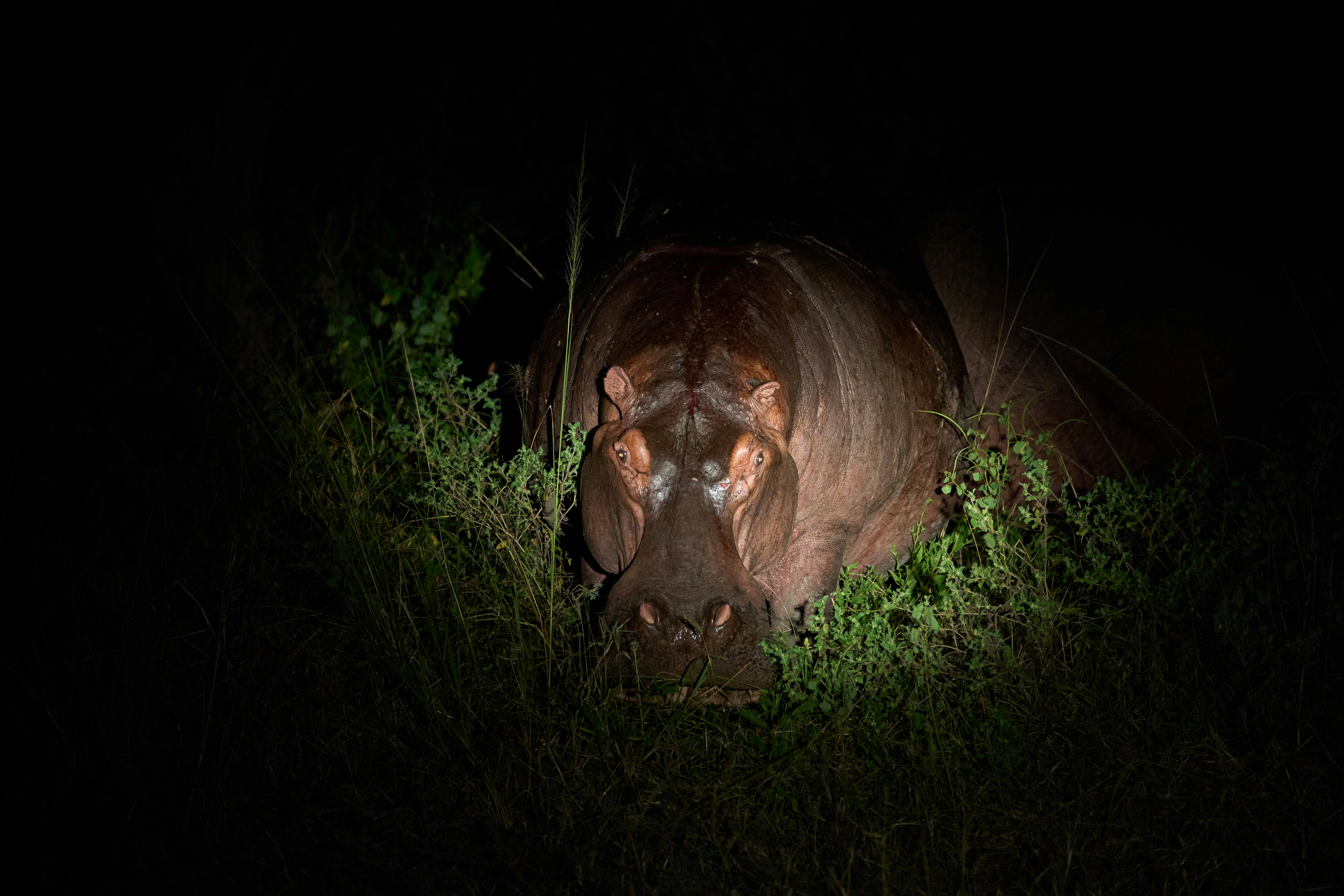 A hippo gazes directly from the shadows.