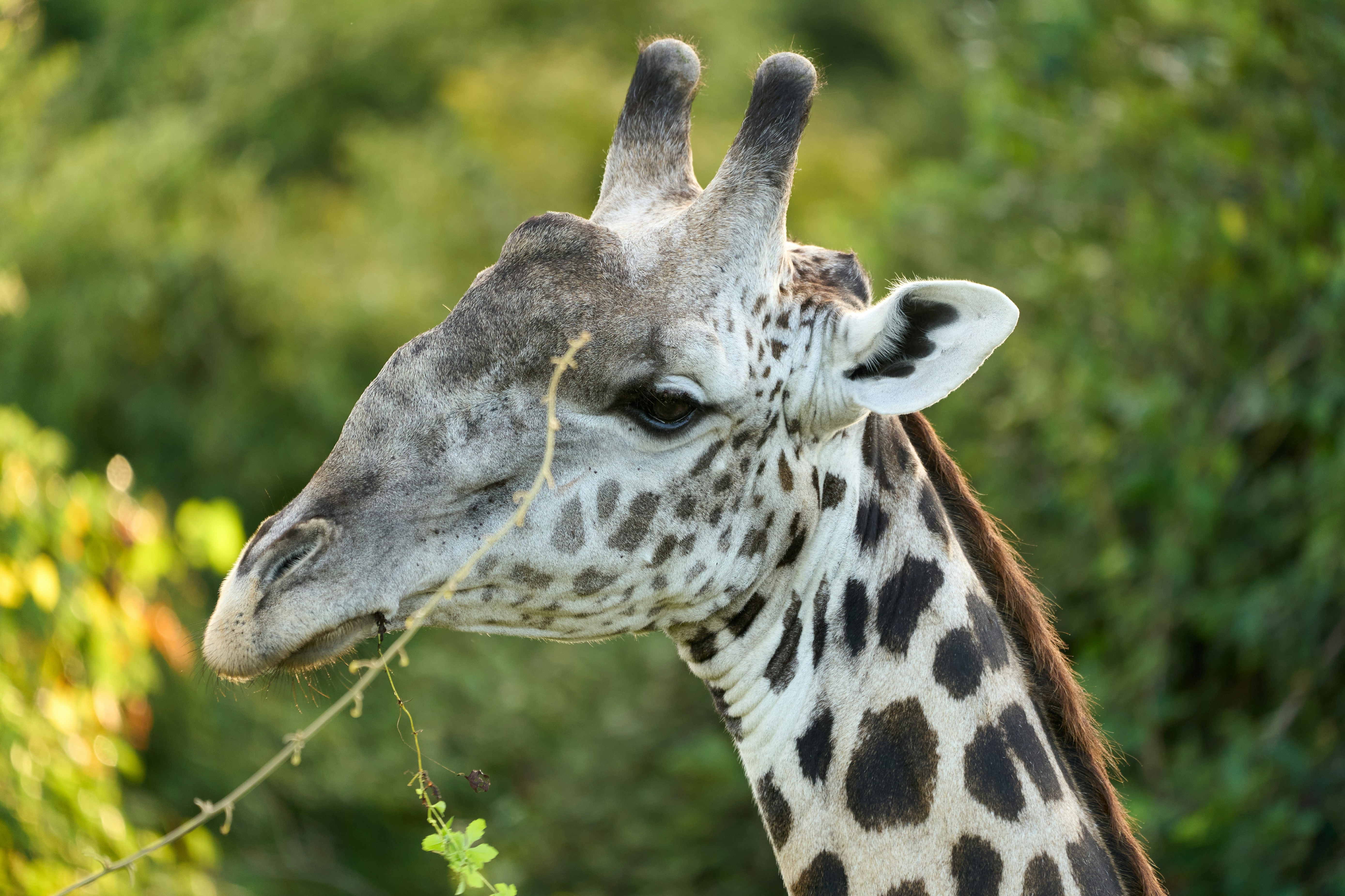 A giraffe eats leaves against a green background.