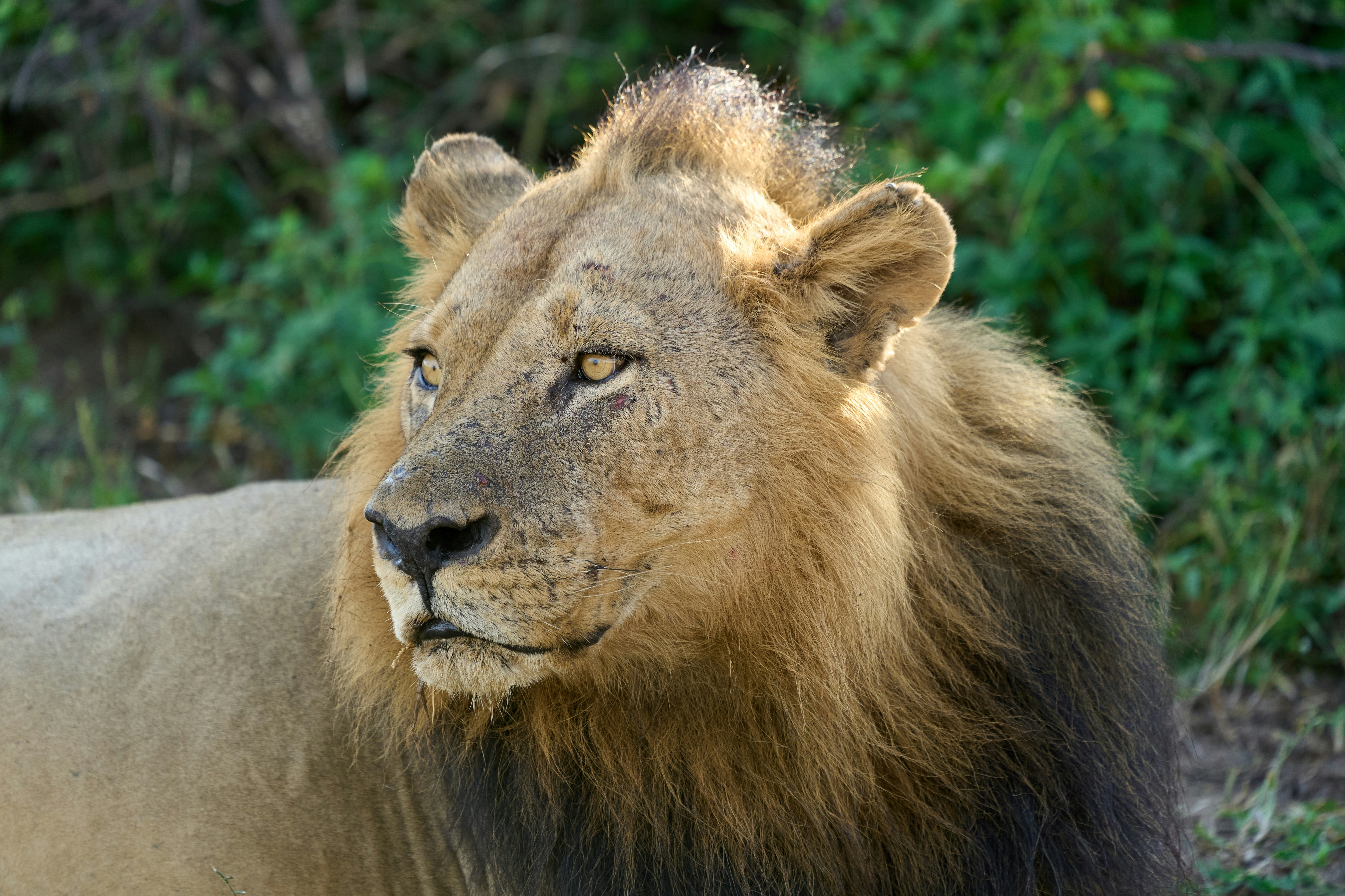 A majestic lion gazes into the distance.