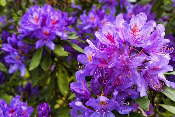 Blue Peter Rhododendron