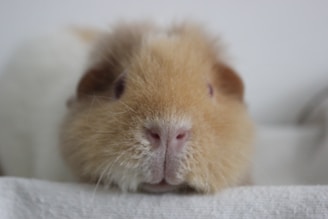 Here's a caption: a cute guinea pig stares directly at the camera.