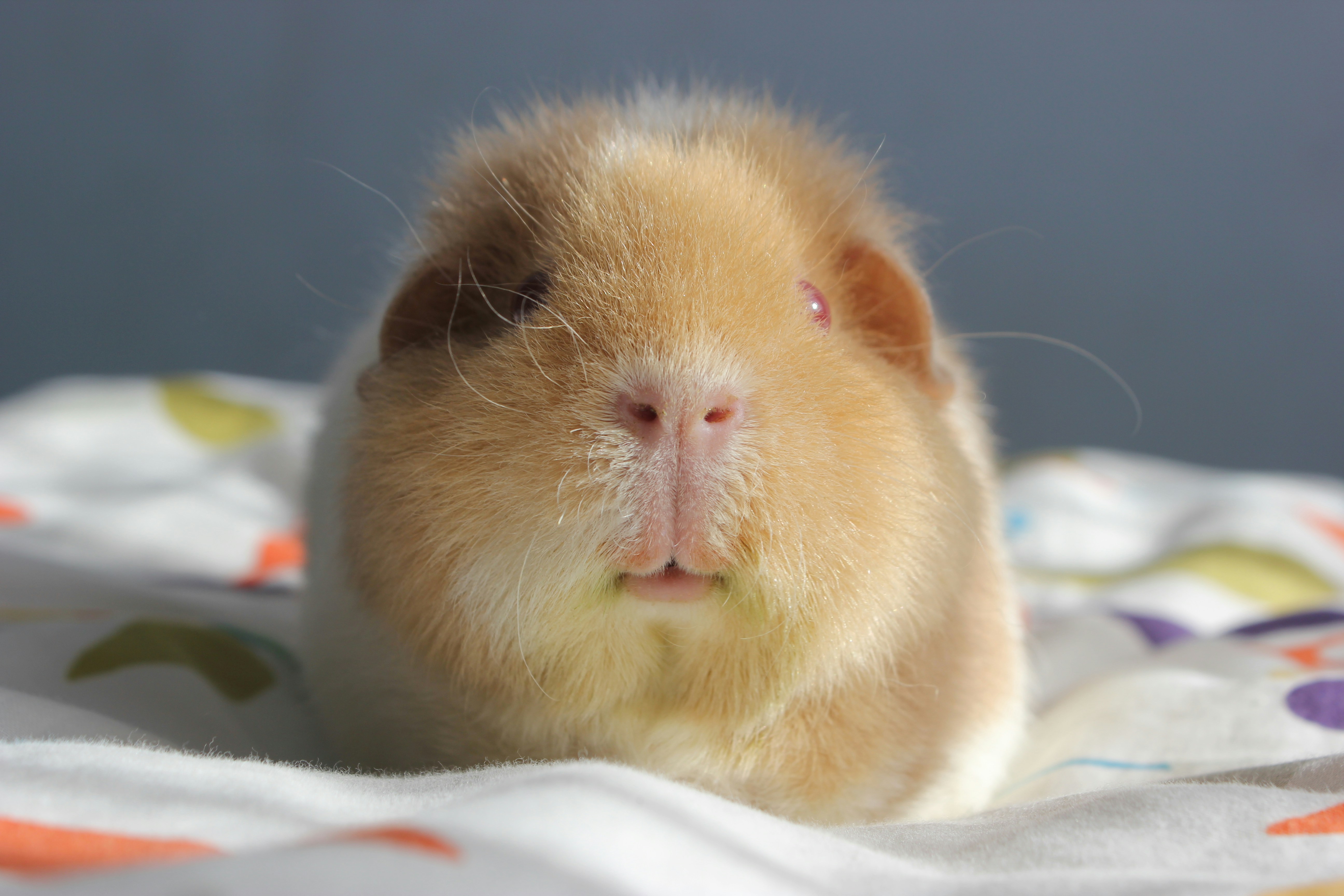 Here's a caption: a cute guinea pig stares at the camera.