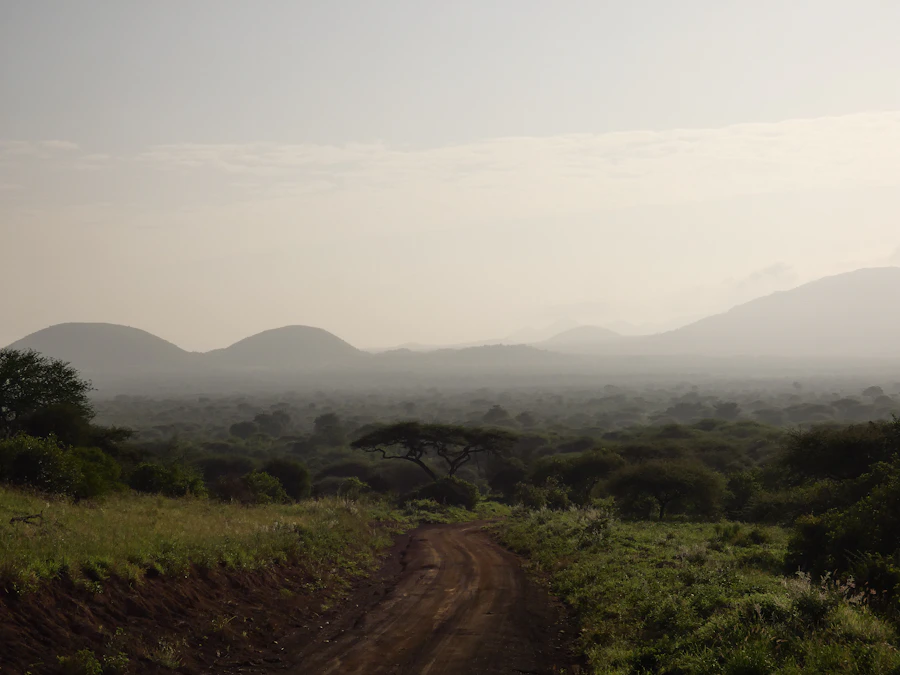 Misty track at a Tsavo West National Park waterhole