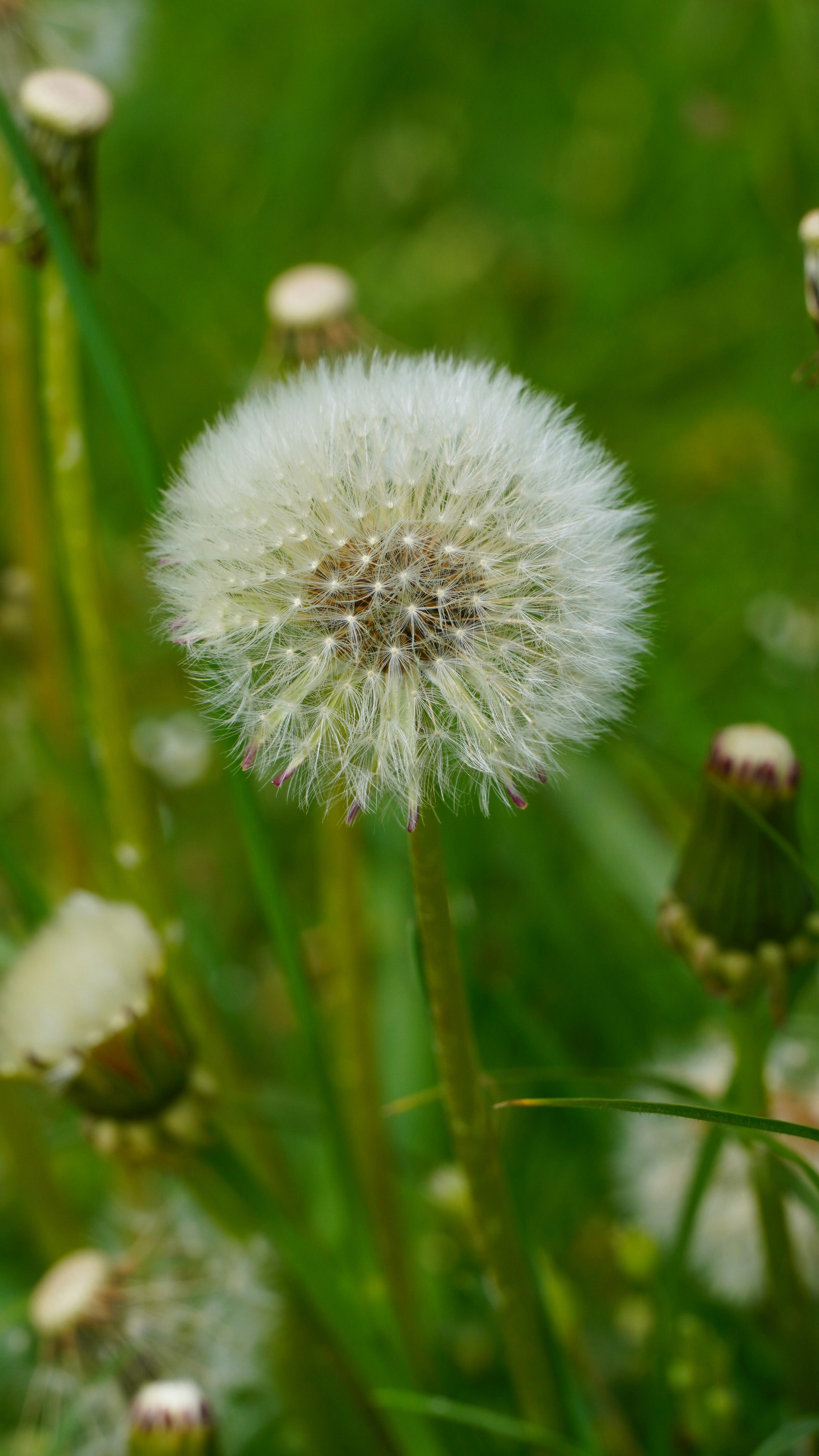 Photo by oleksandra_sereda