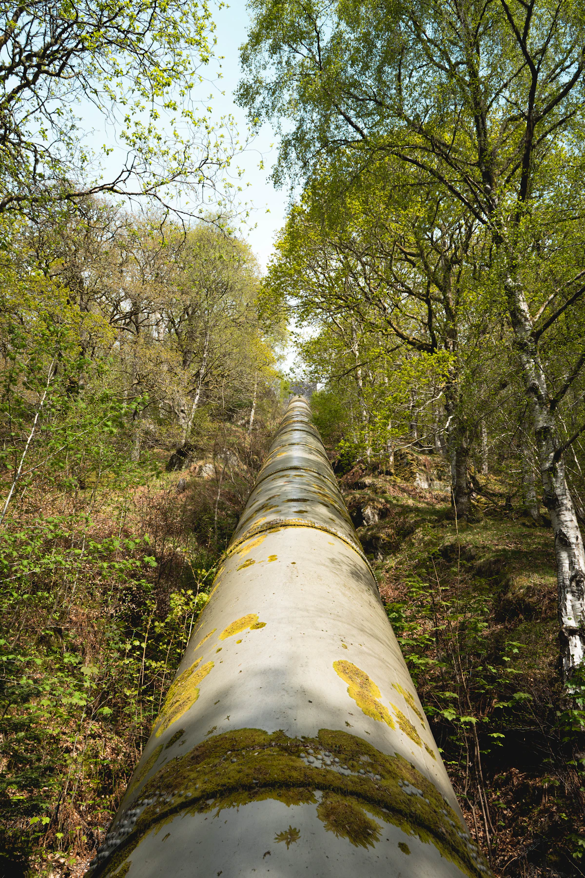 Large pipeline climbing through a forest