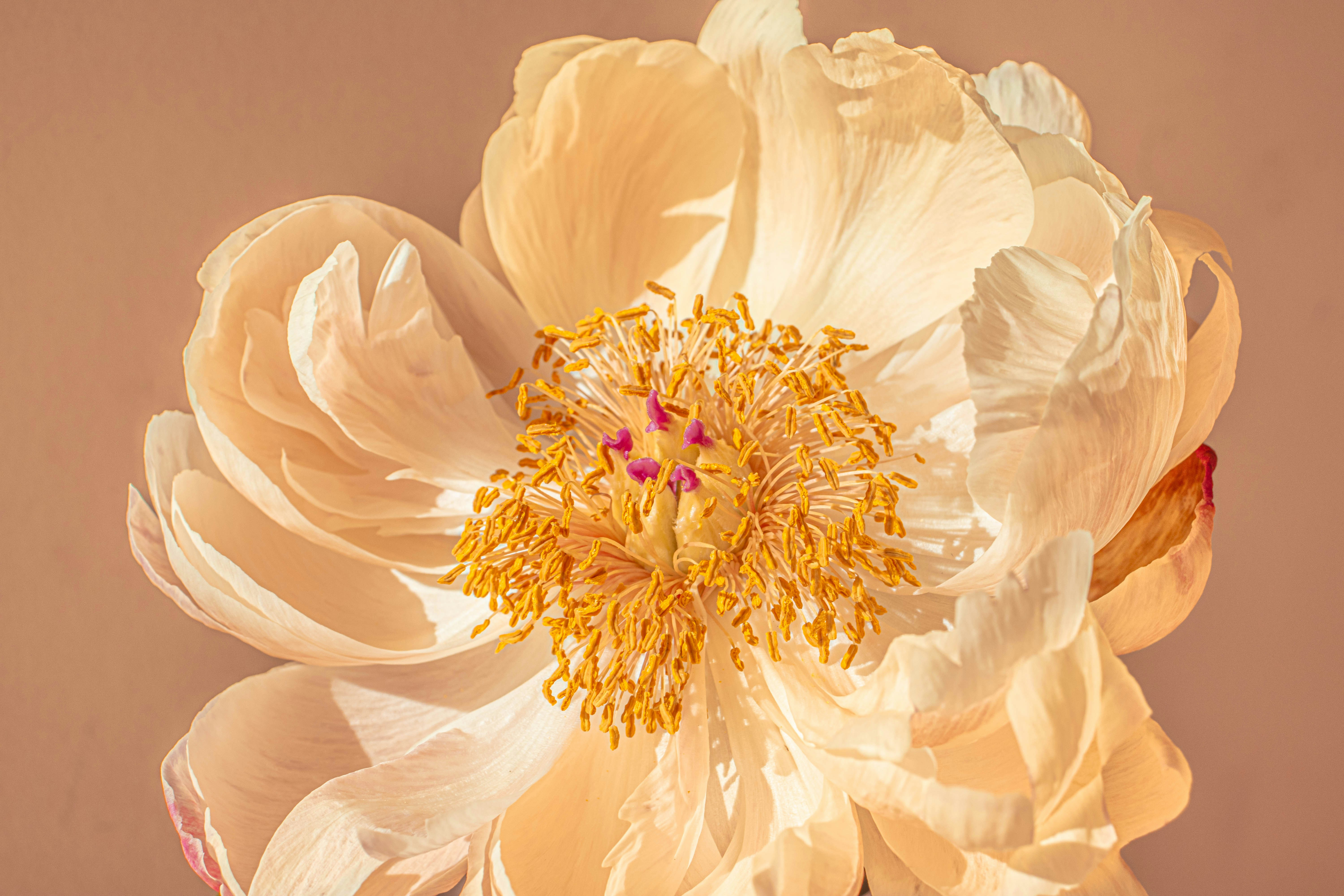 A beautiful cream-colored peony flower.