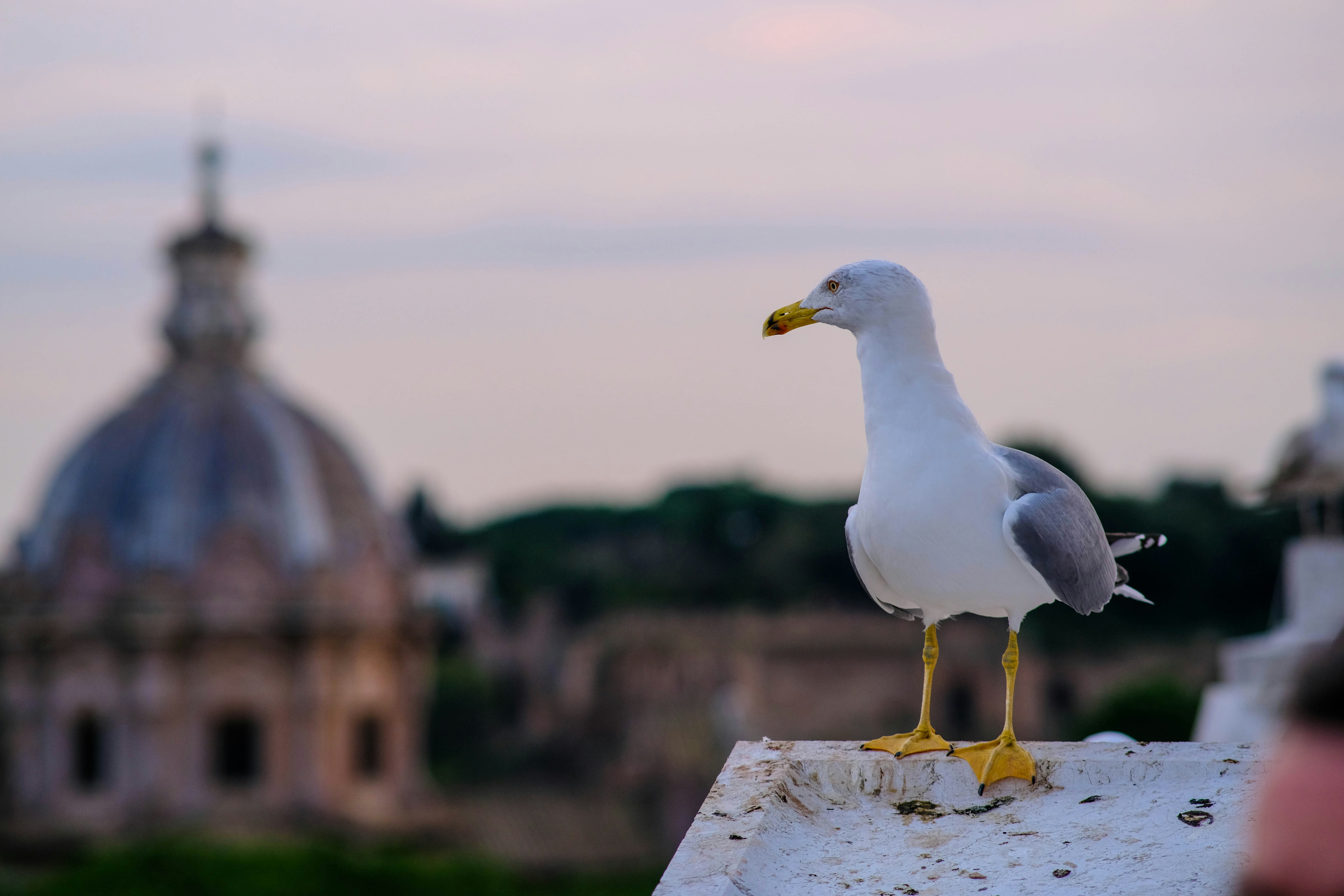 A seagull poses with a cathedral in the background.