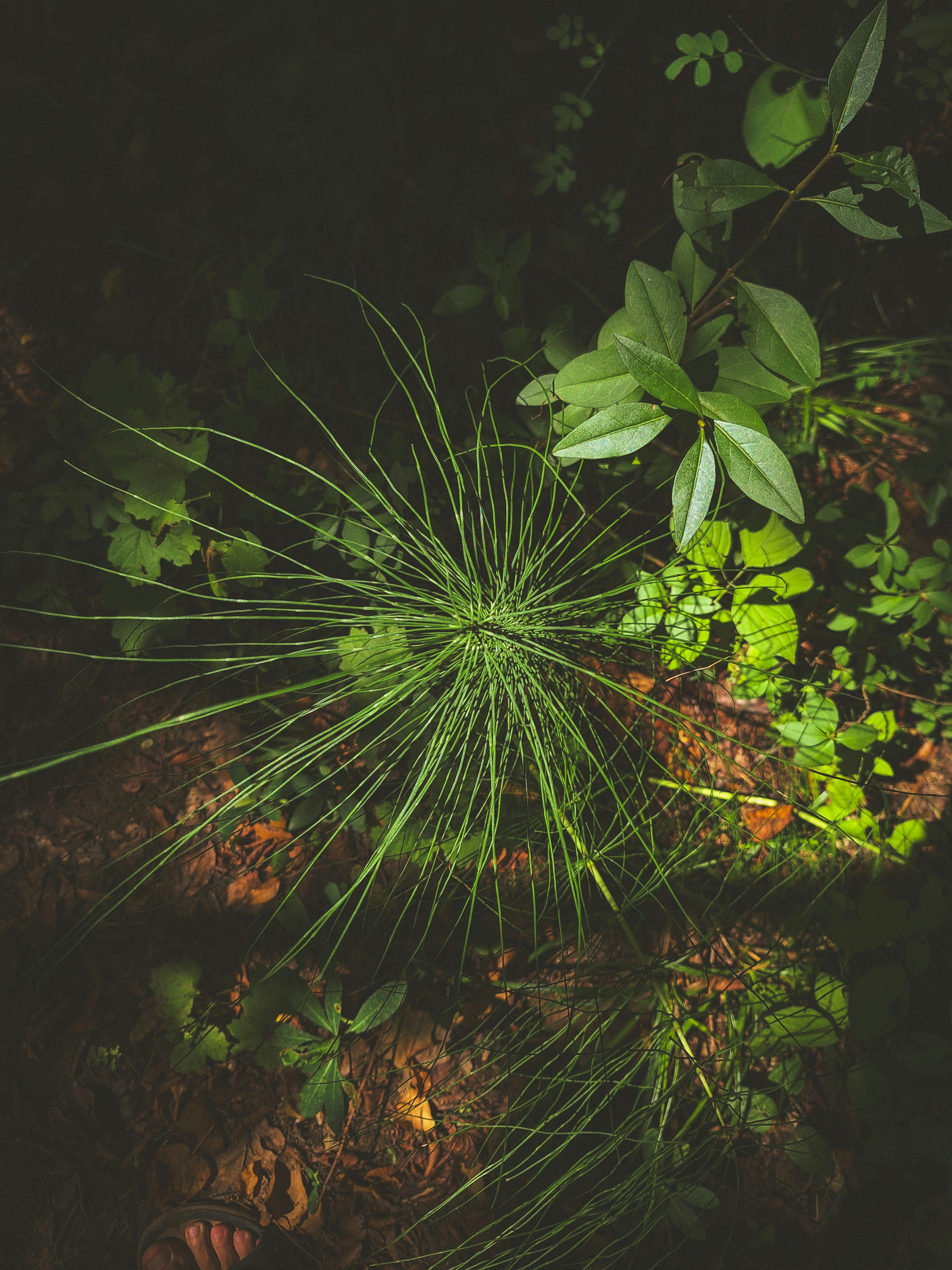 Green plants thrive on a dark forest floor.