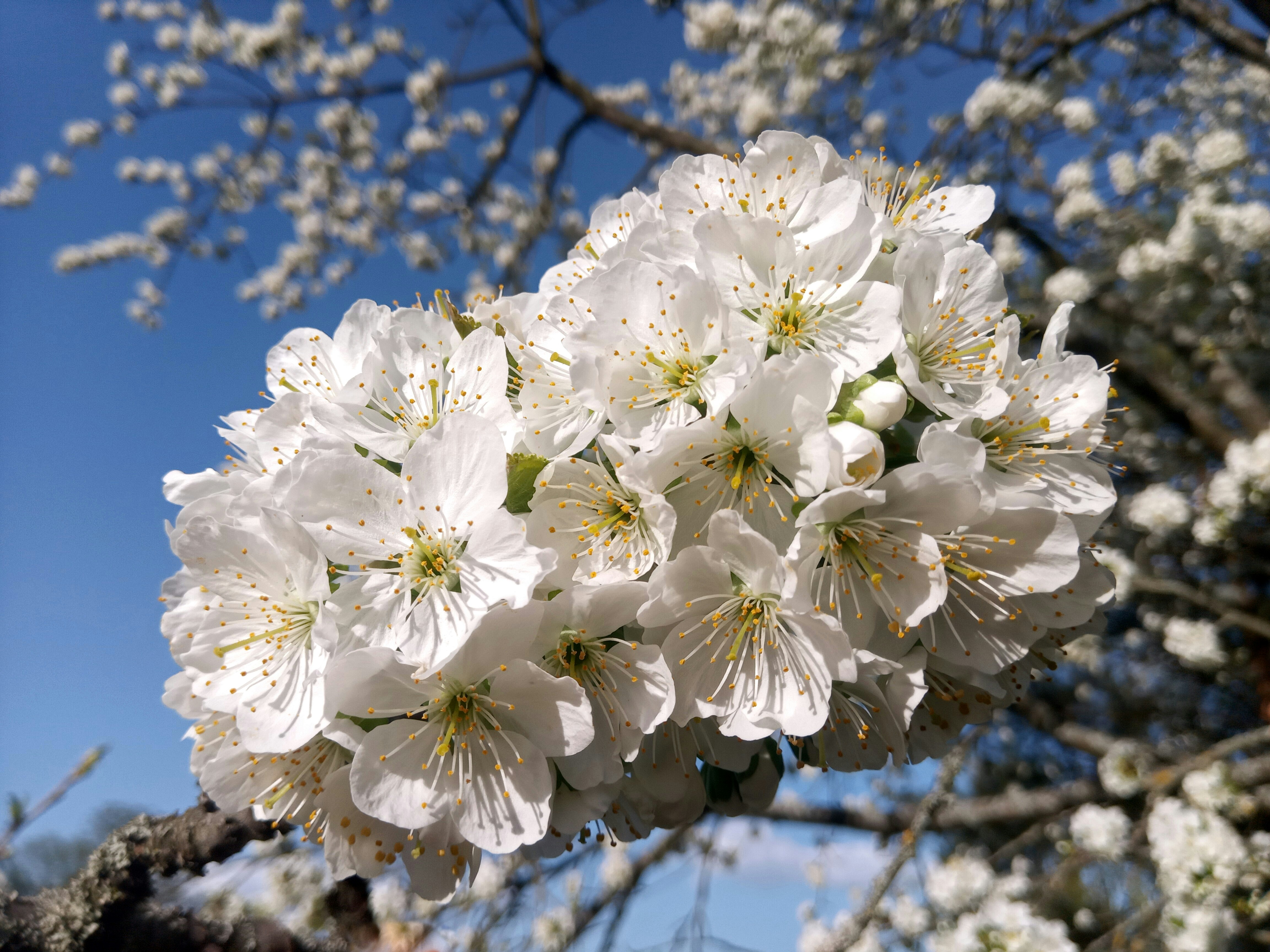 白焦 花卉 5ft White Weeping Cherry Blossom Tree - CV Linens™