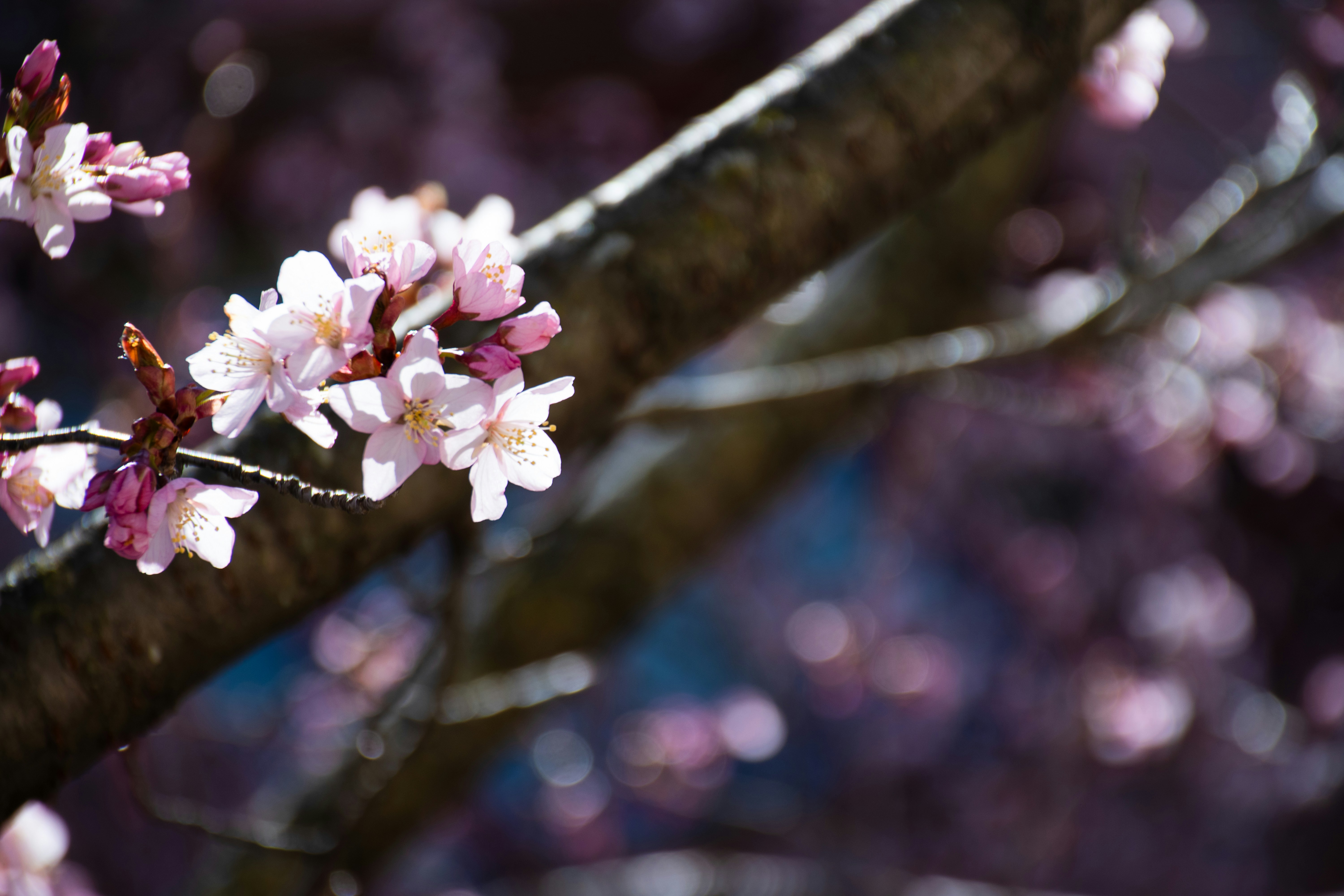 Photo by racoocoonie