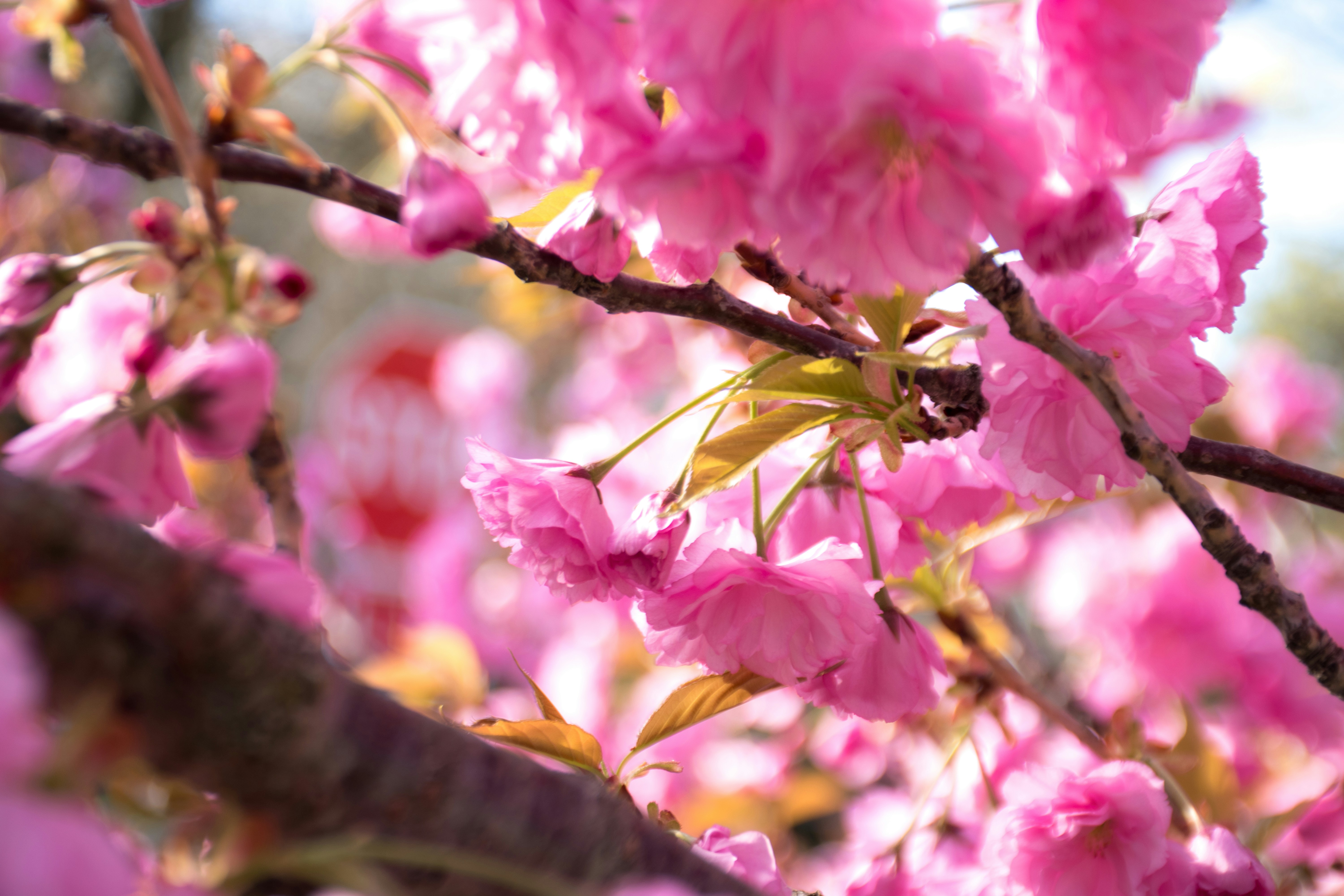 Photo by racoocoonie