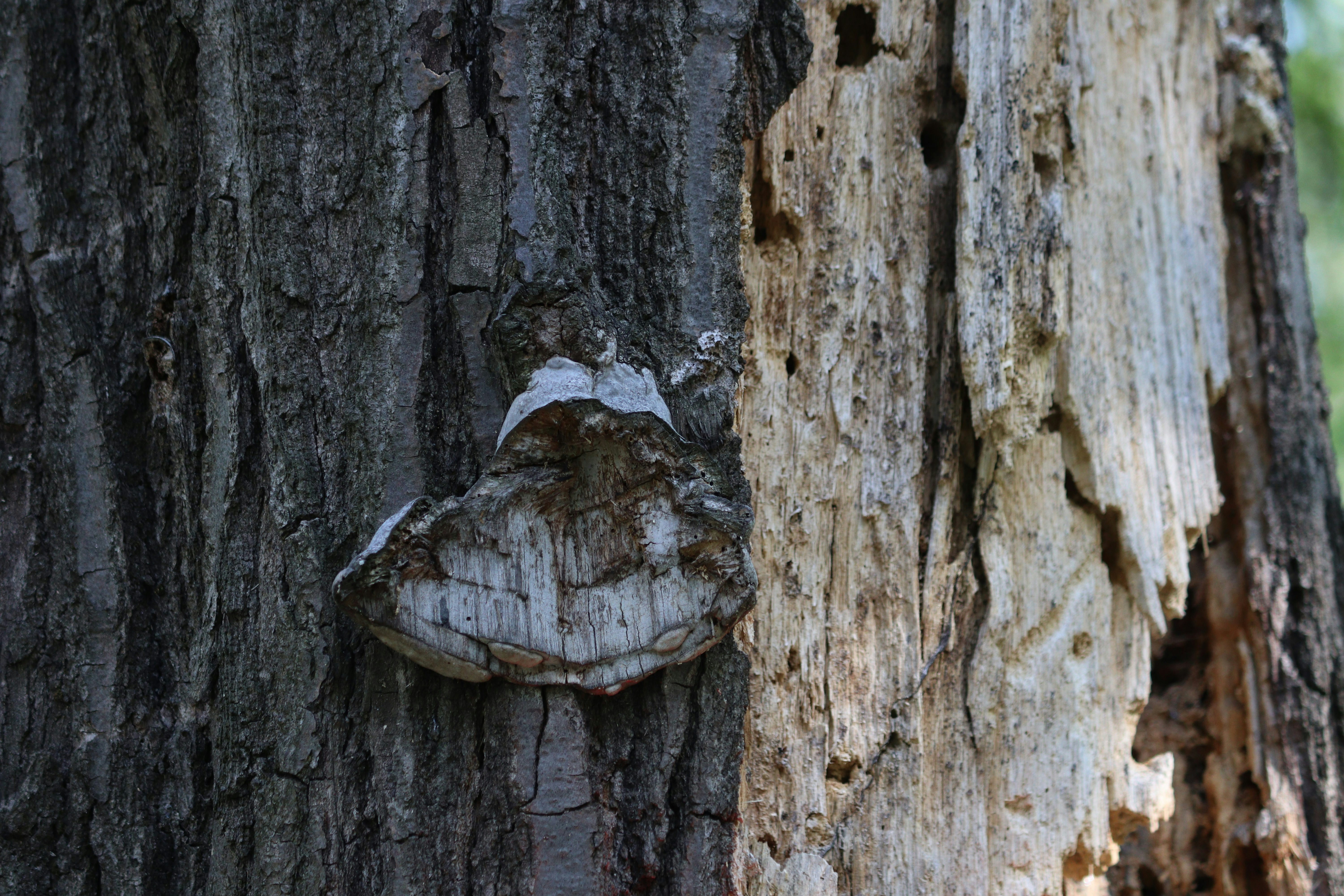 Photo by fotografialuivlad