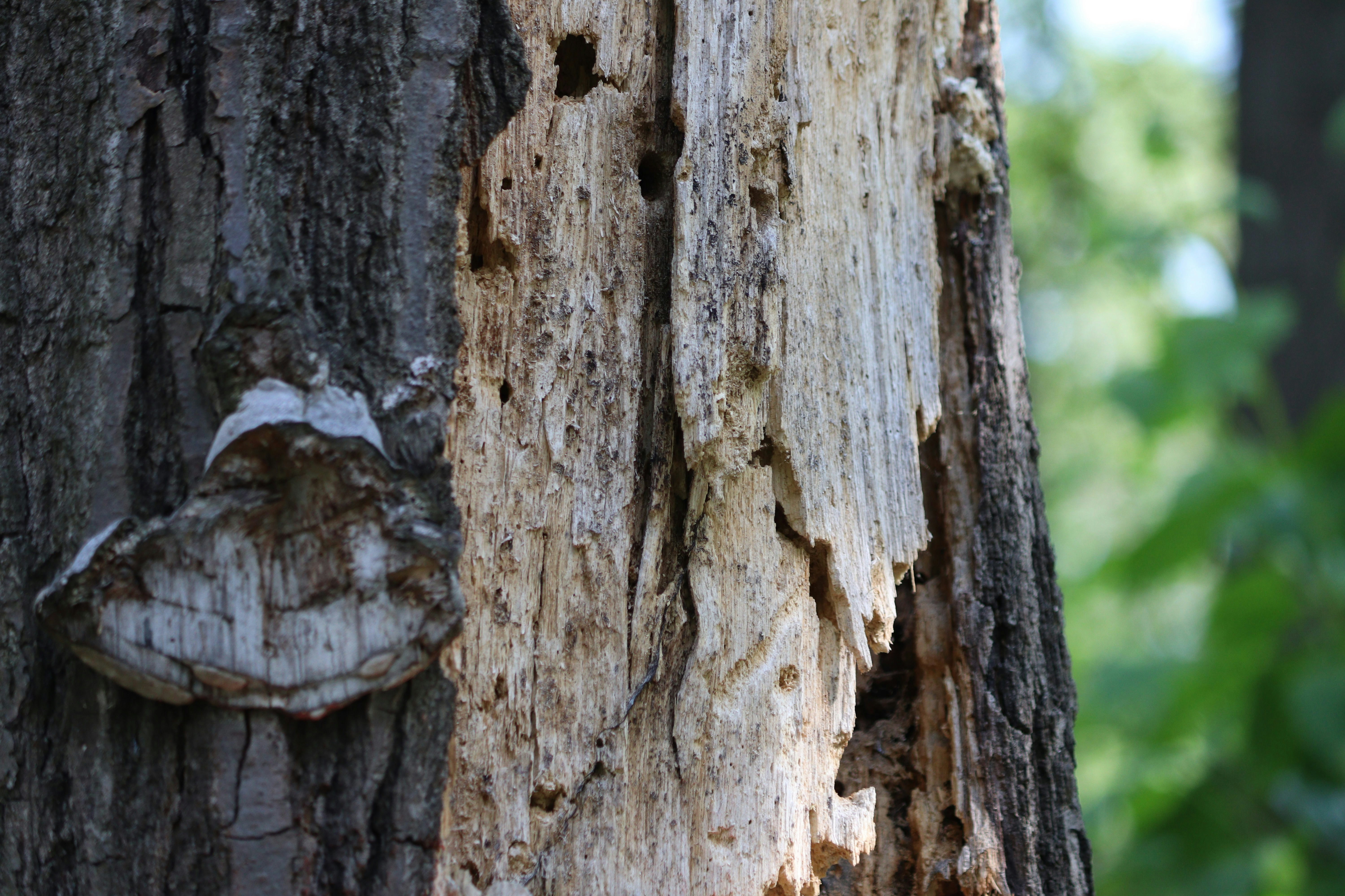 Photo by fotografialuivlad