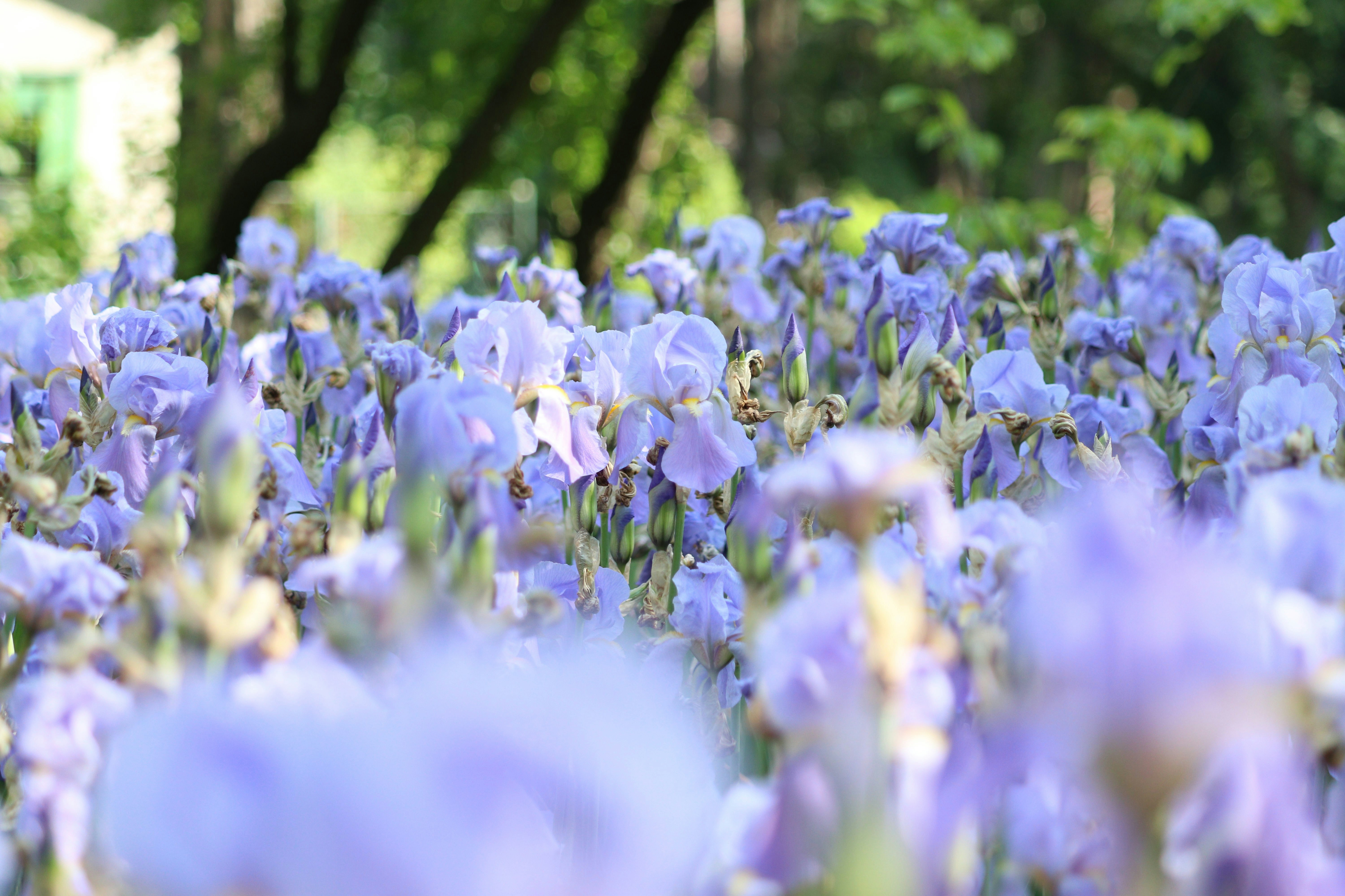 Photo by fotografialuivlad