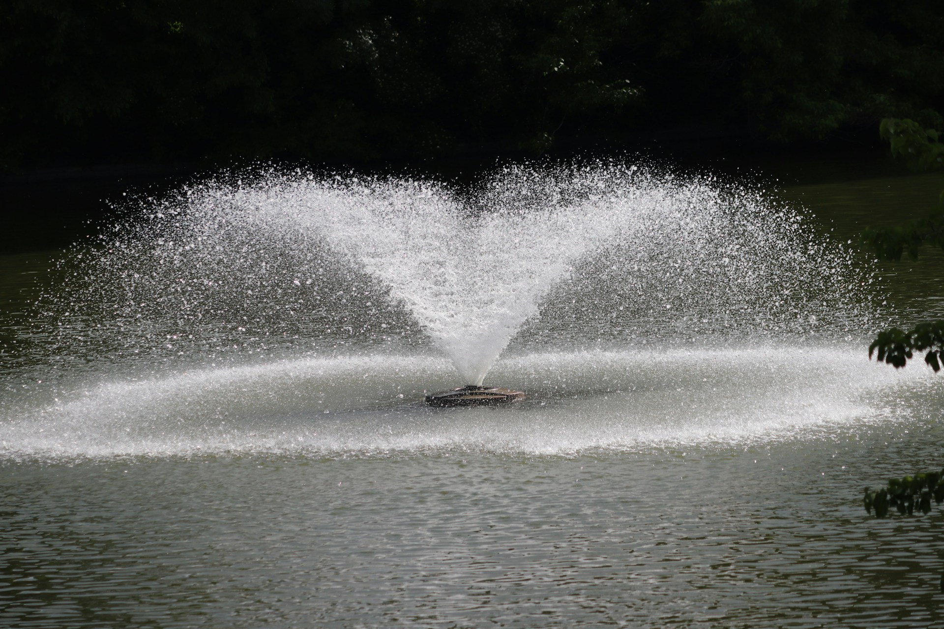 Water fountain sprays up in a pond.