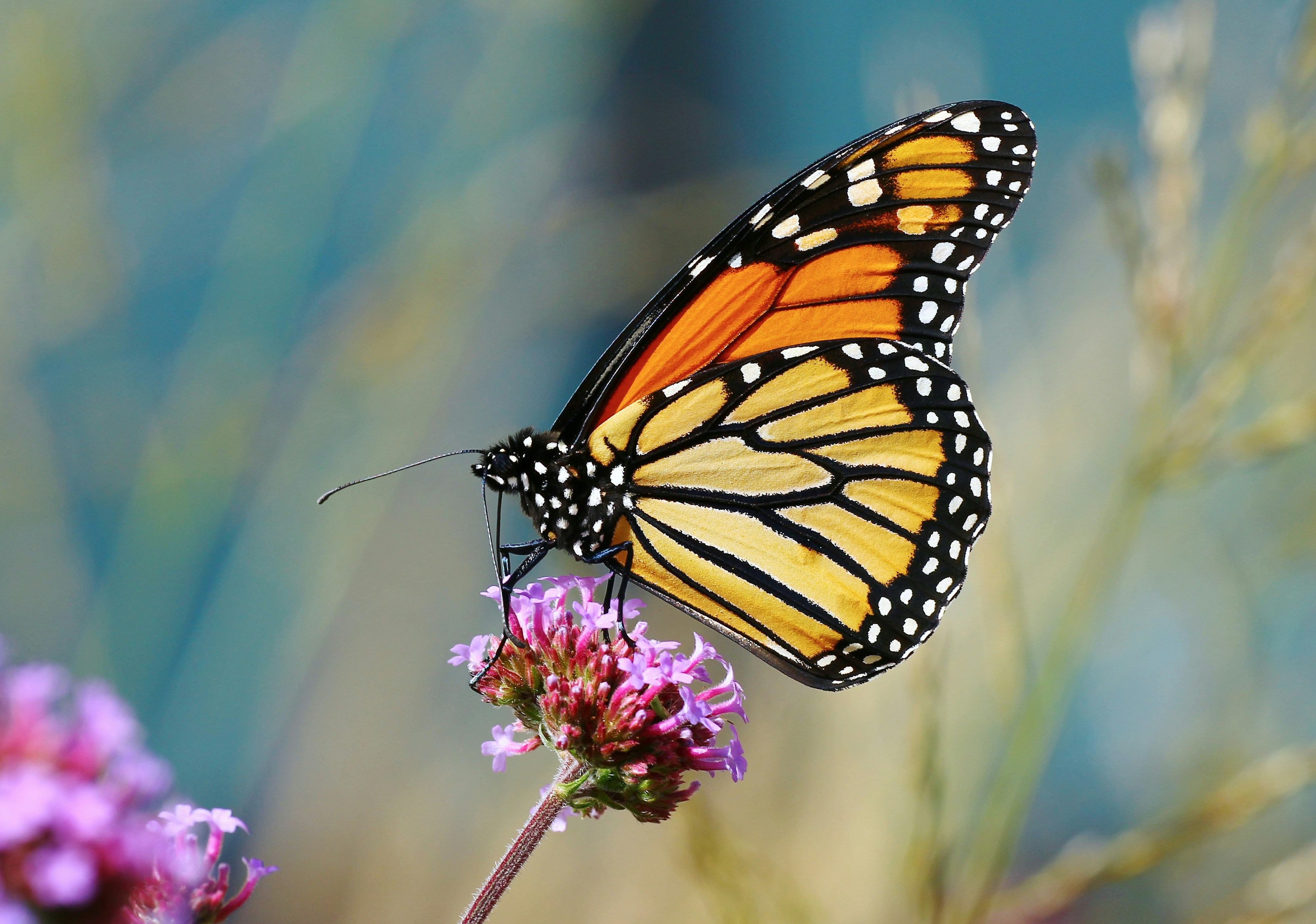 Photo by telliottmbamsc