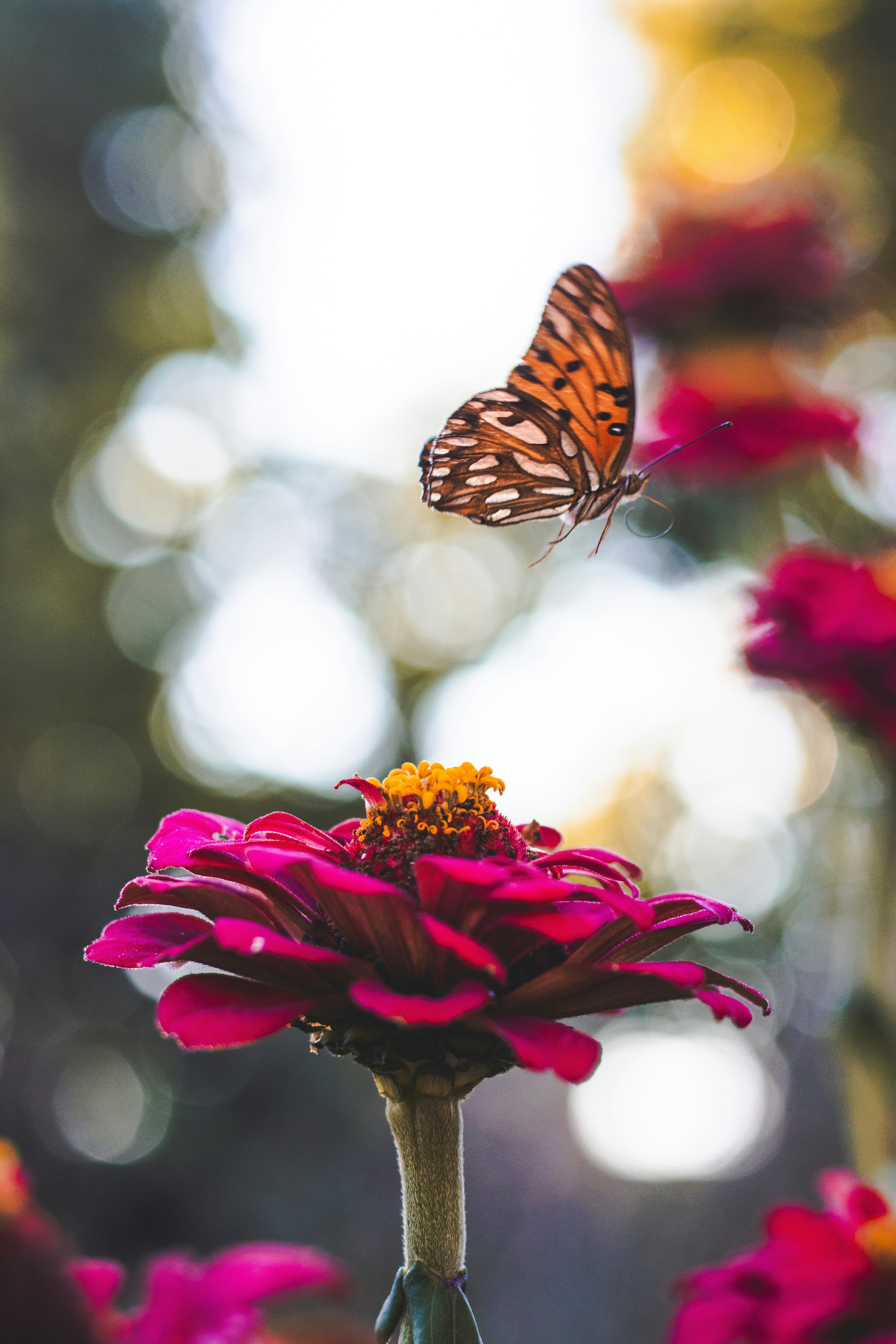 Photo by ggiqueaux