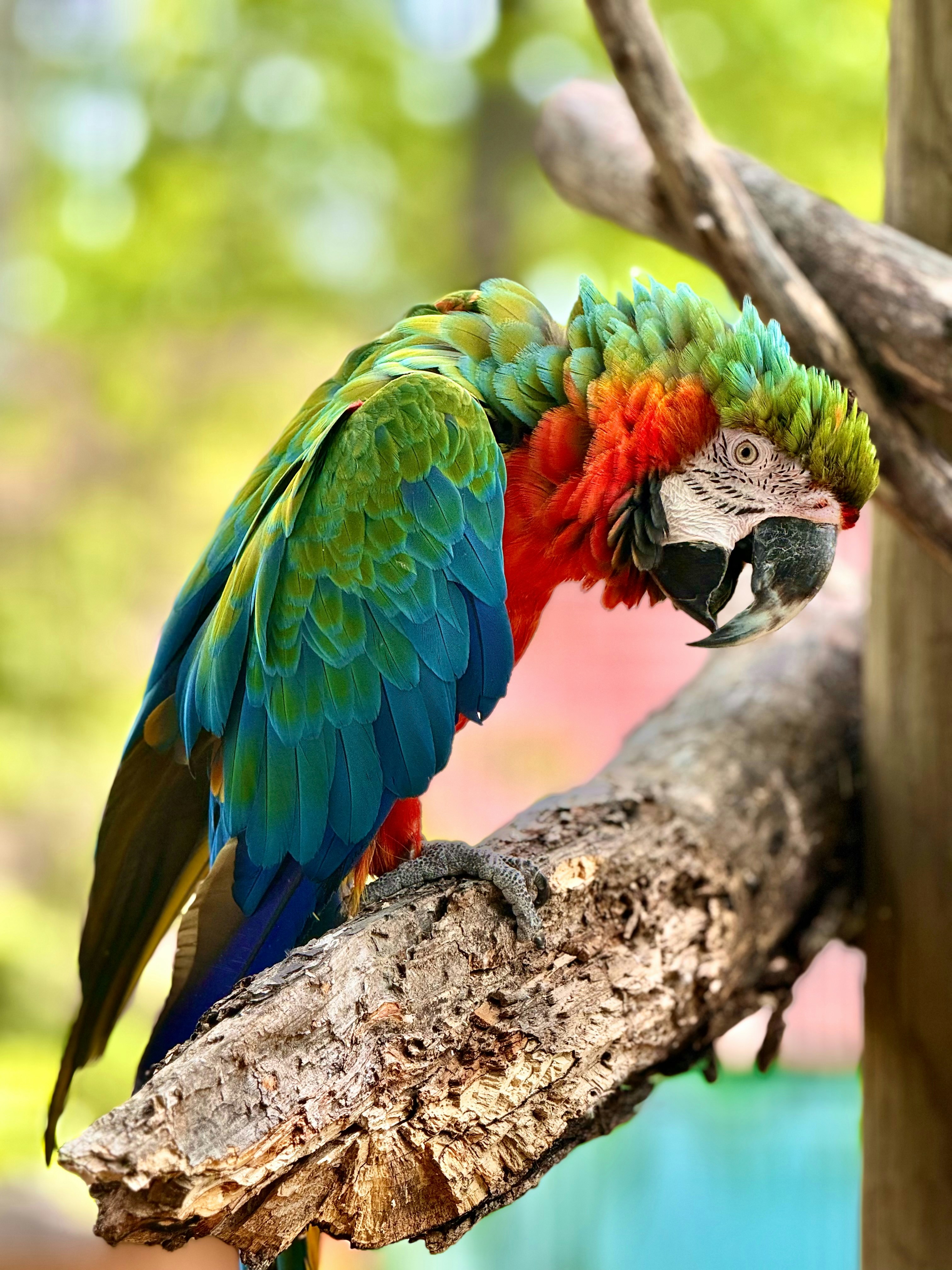 色とりどりのオウムが木の枝にとまっています。