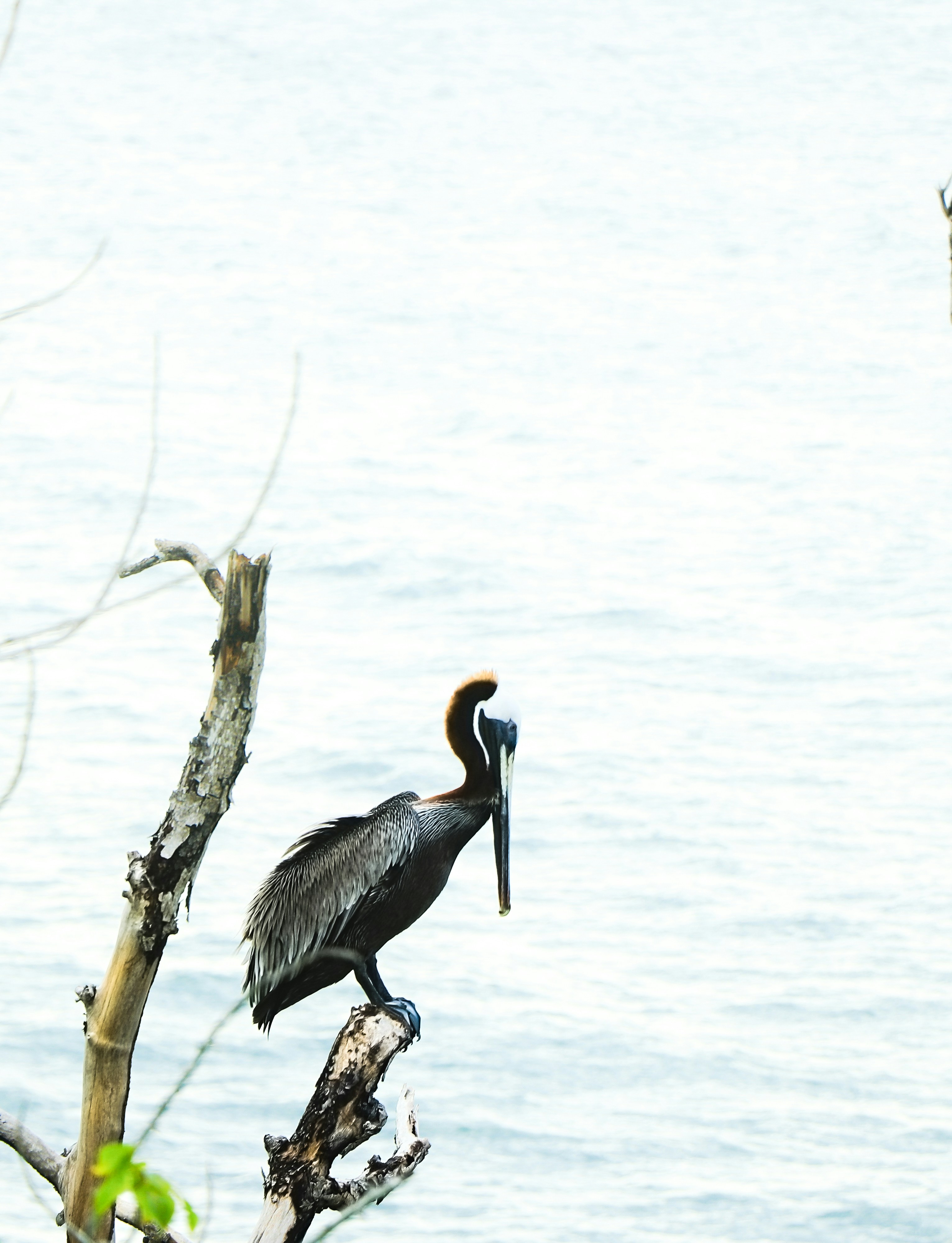 Photo by veerender_mothukuri