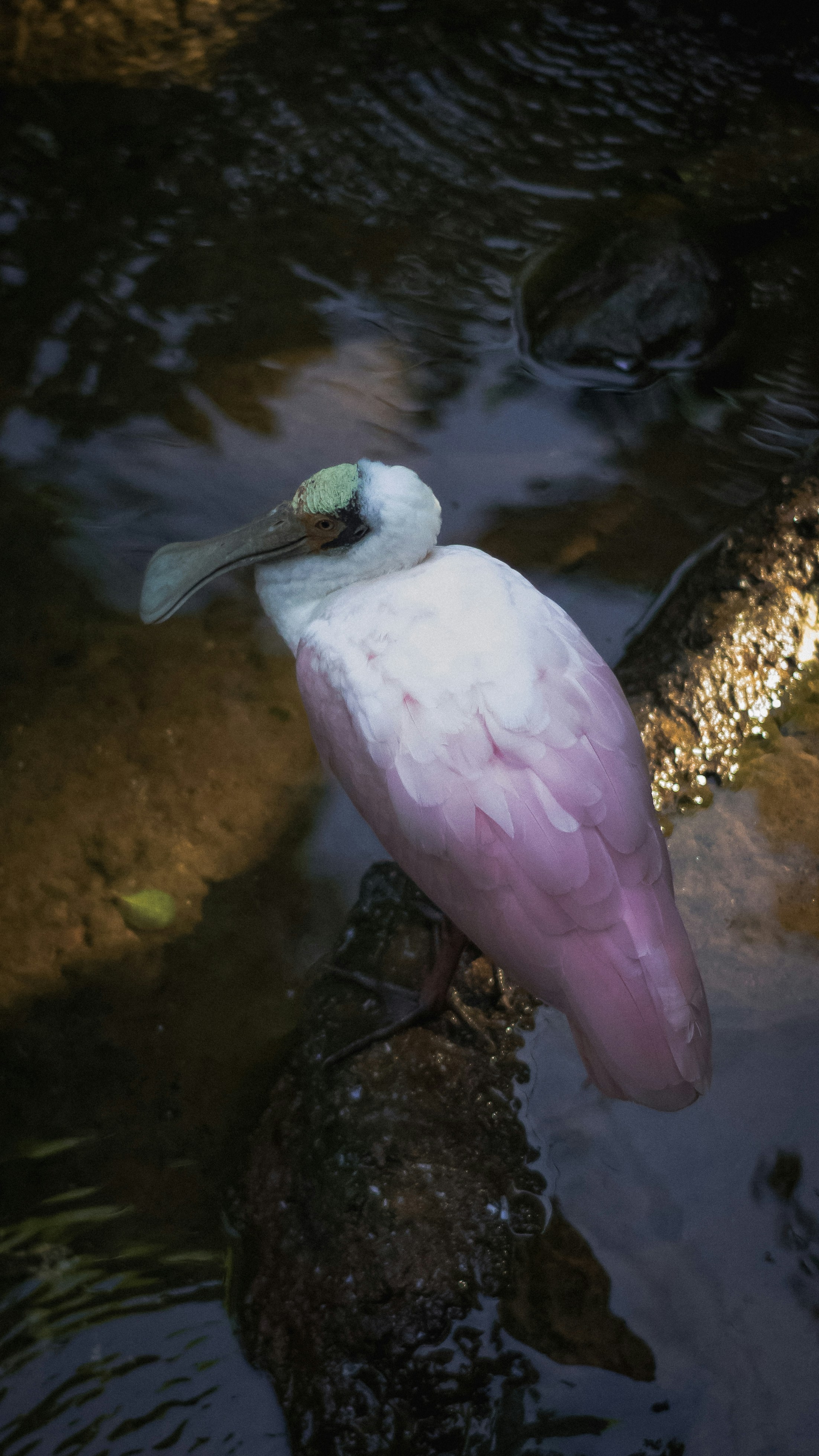 A roseate spoonbill rests in water.