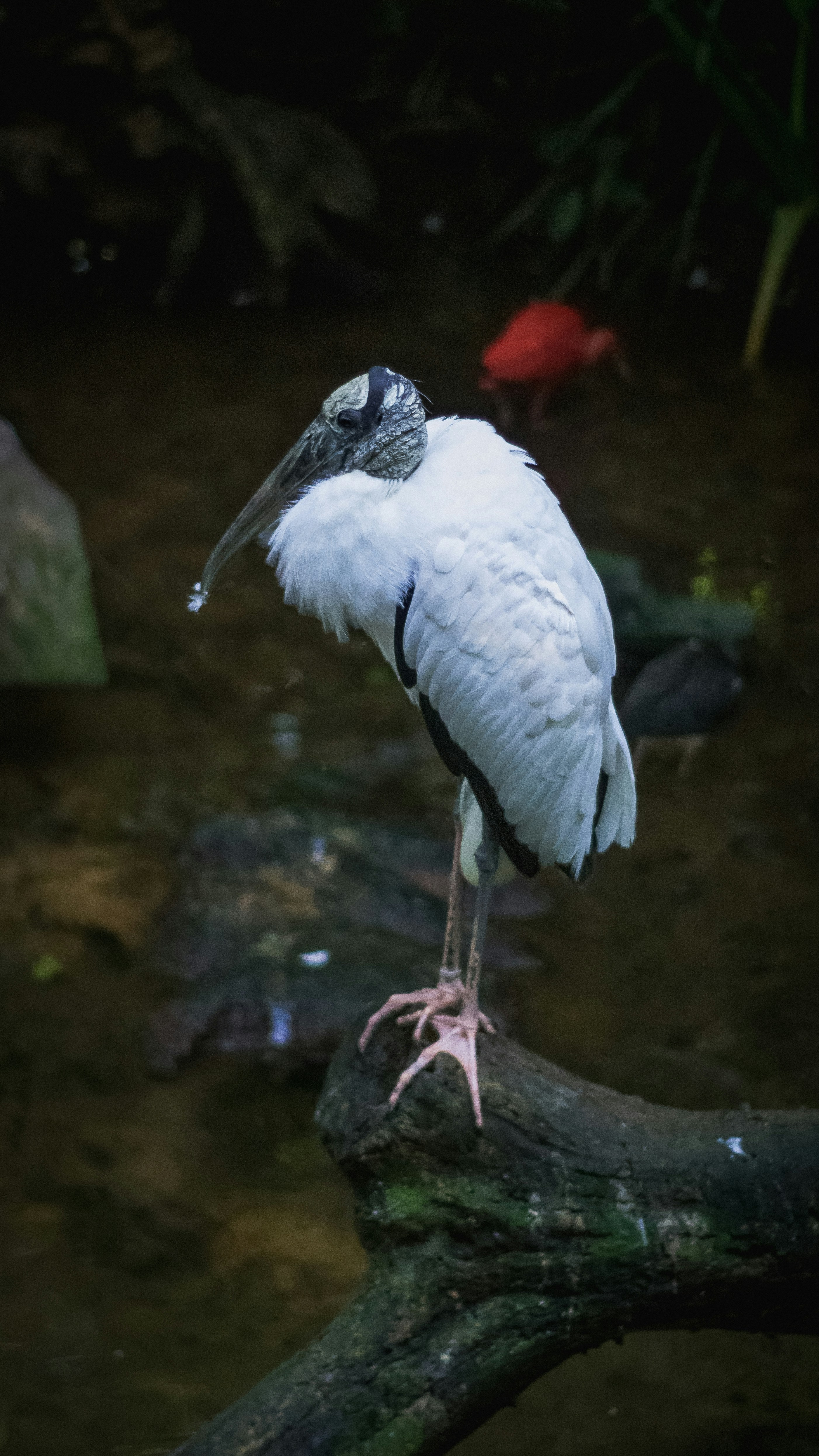 A white bird rests on a branch.