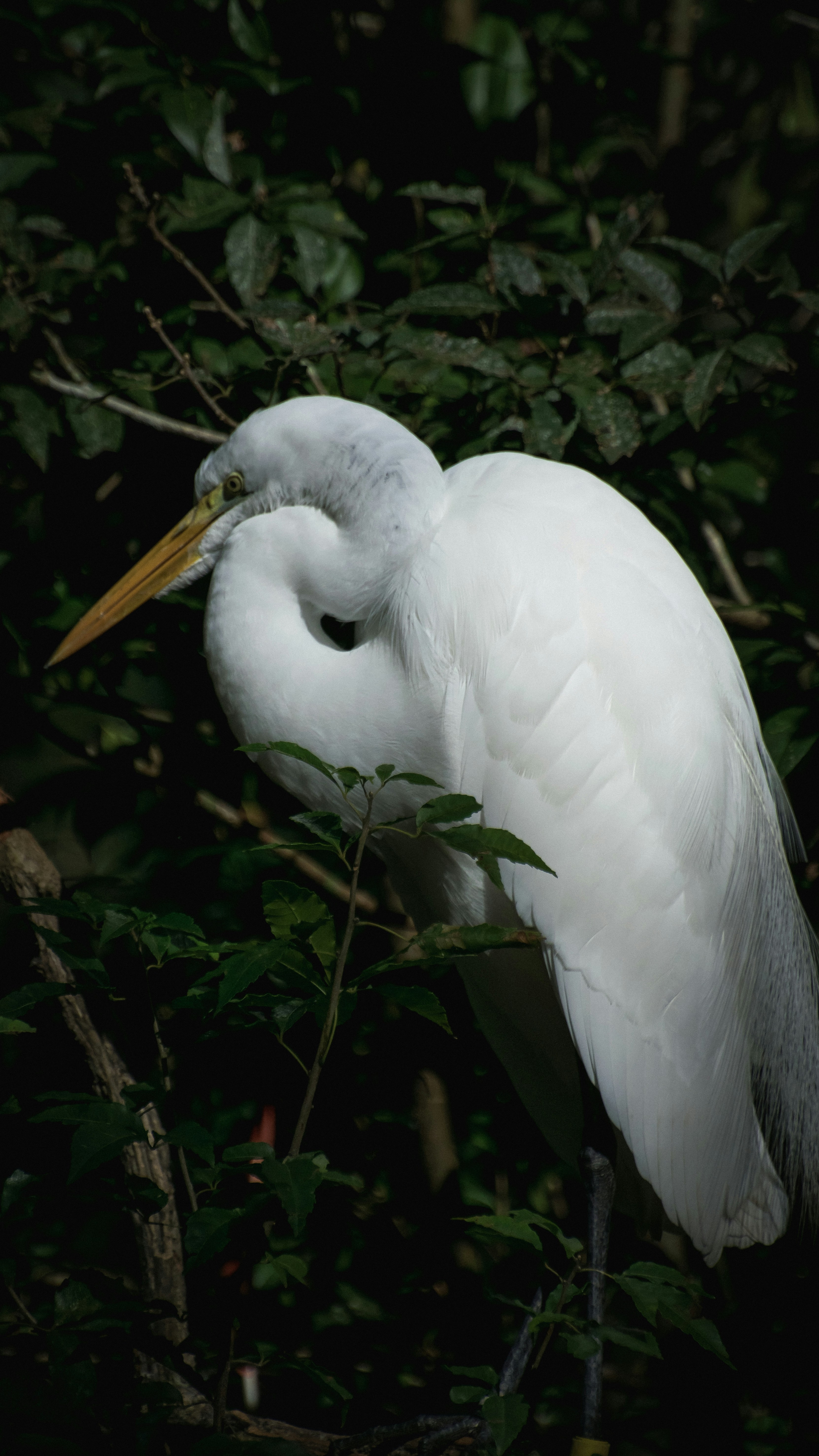 A white heron rests in green foliage.