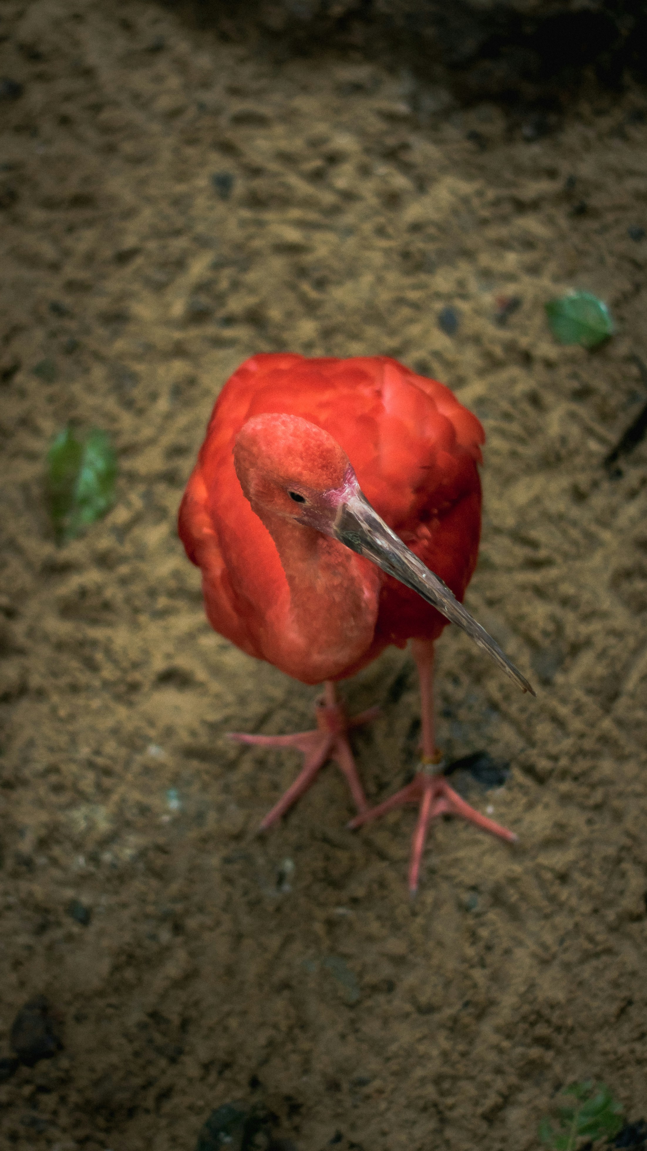 A bright red bird with a long beak.