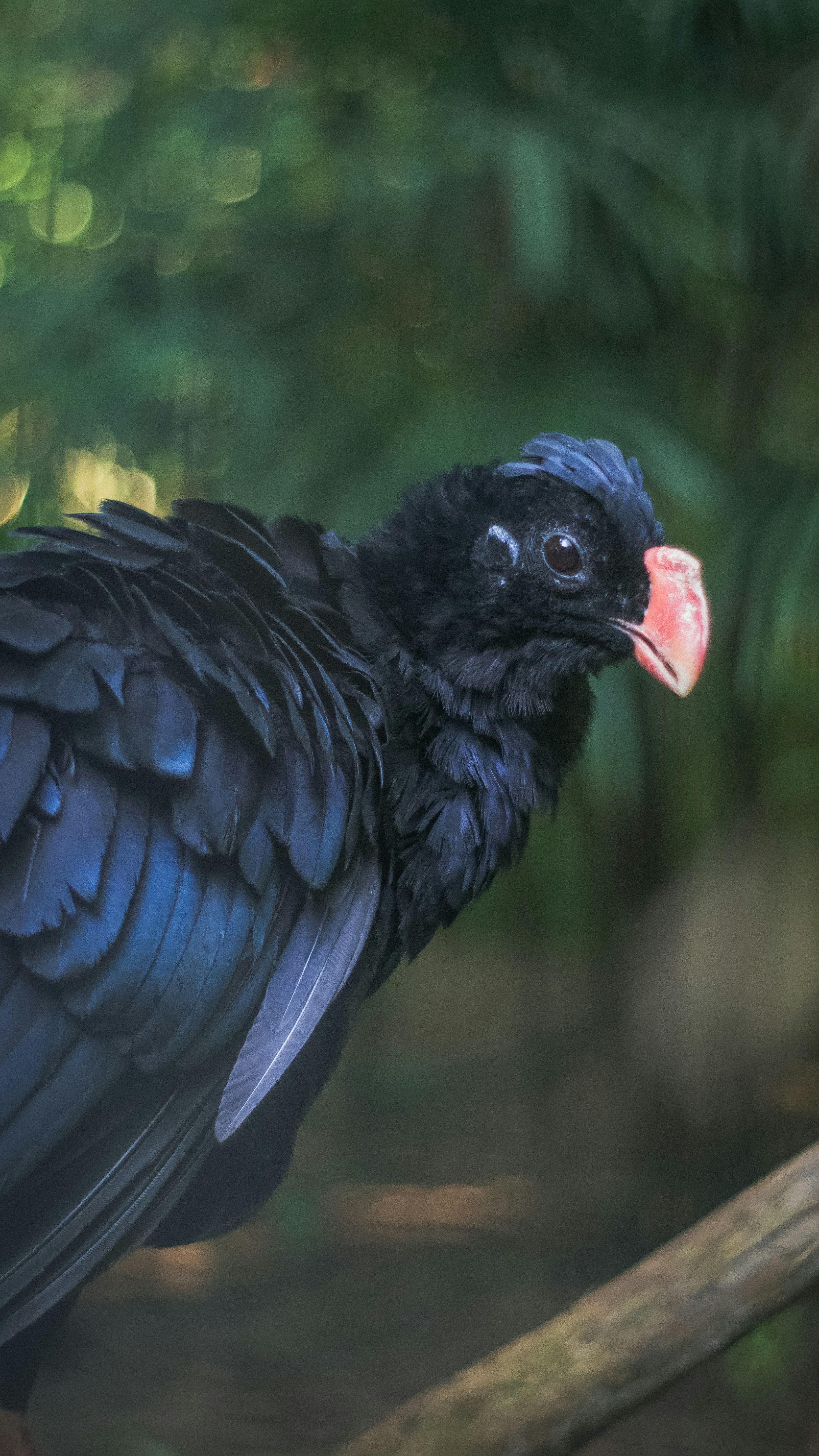 A black bird with pink beak perched on a branch.