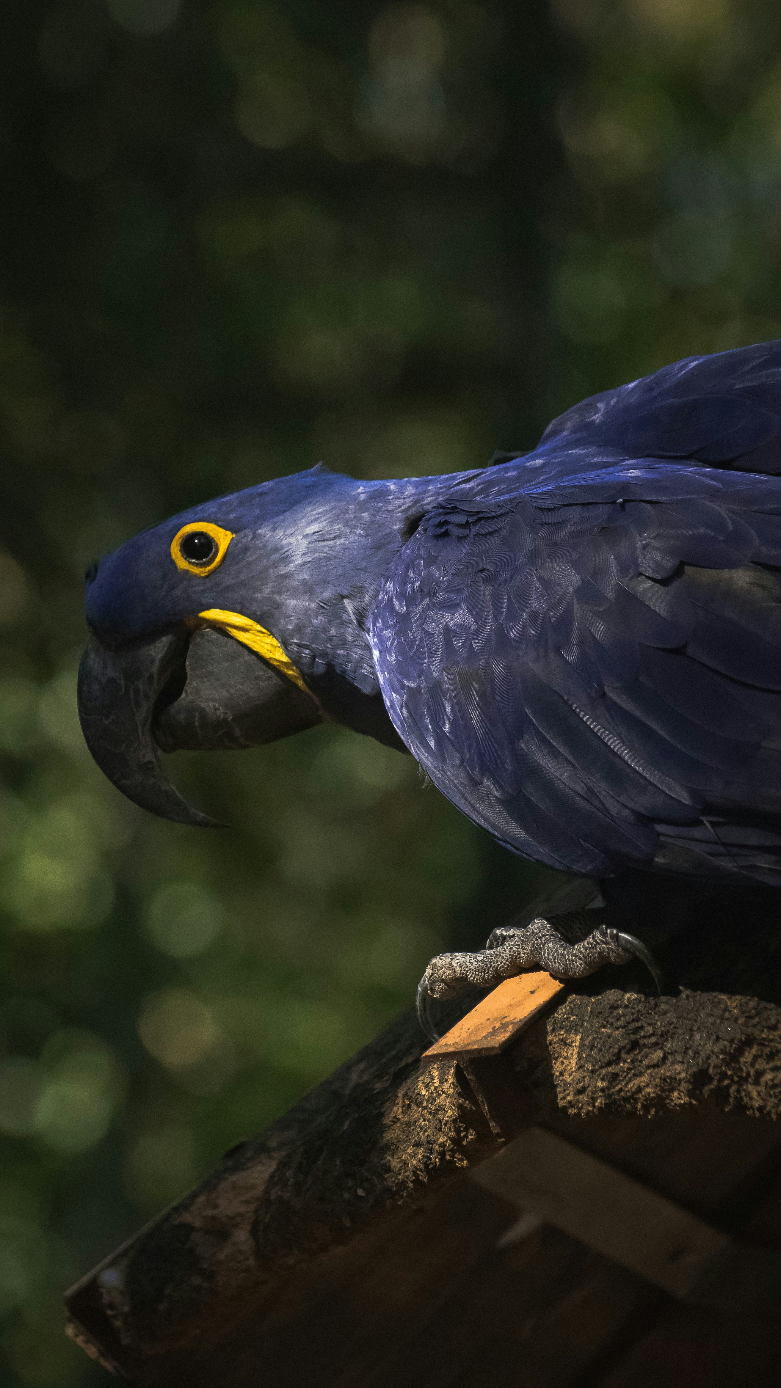 A blue macaw is perched and looking down.