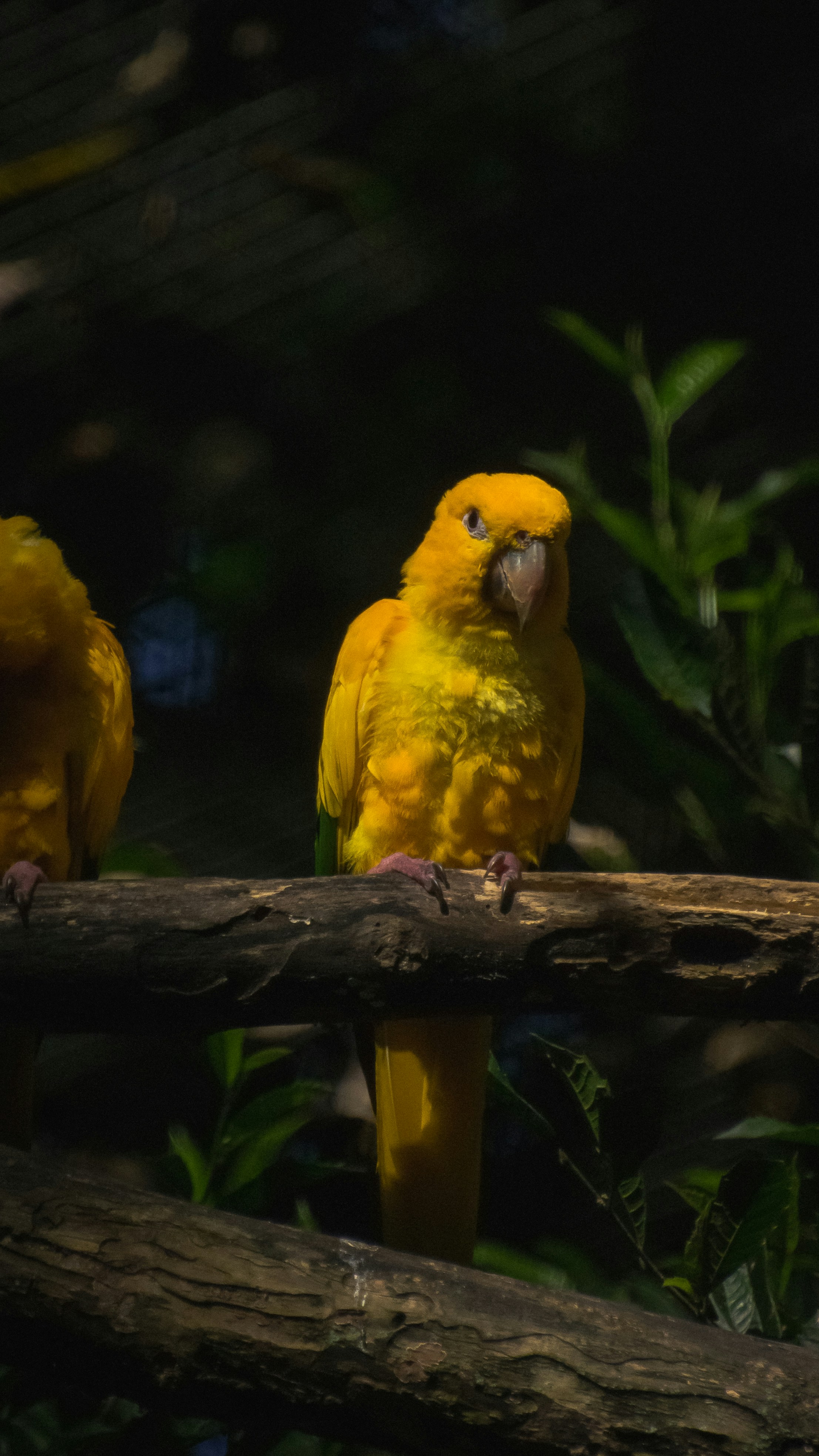 A bright yellow parrot perched on a tree branch.