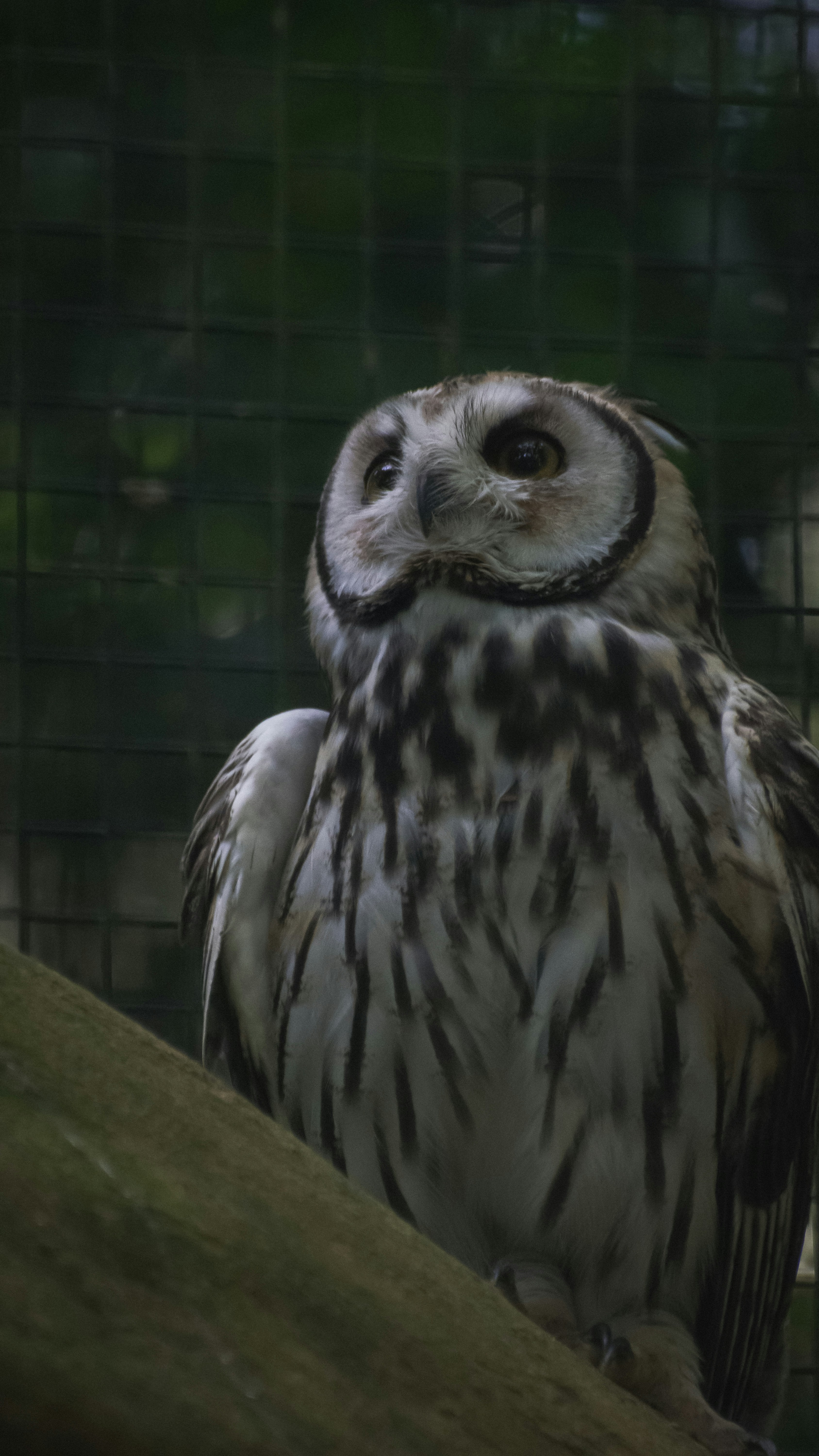 An owl looks upward.
