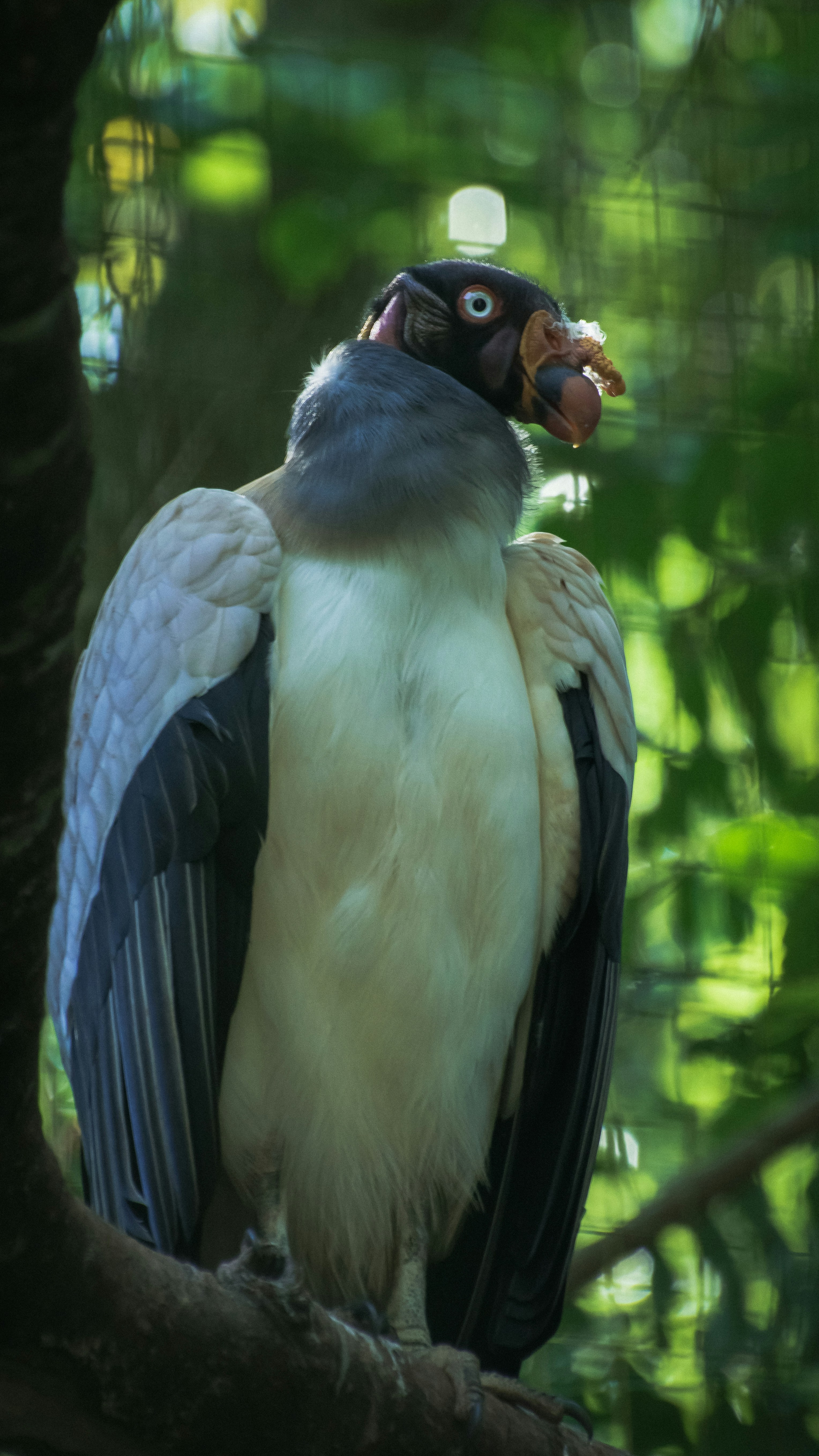 A king vulture sits on a branch, looking alert.