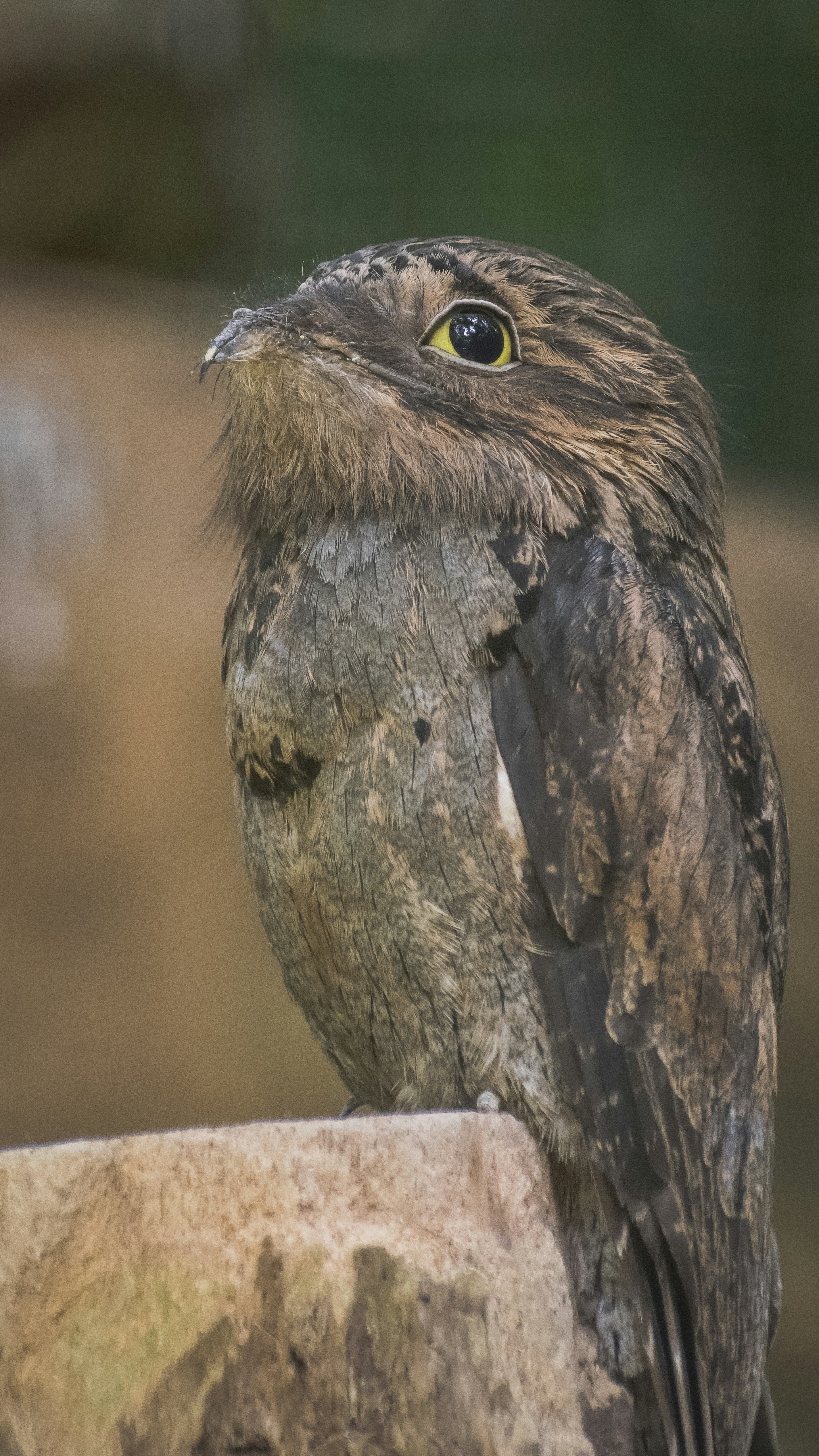 A potoo bird perches on a wooden surface.