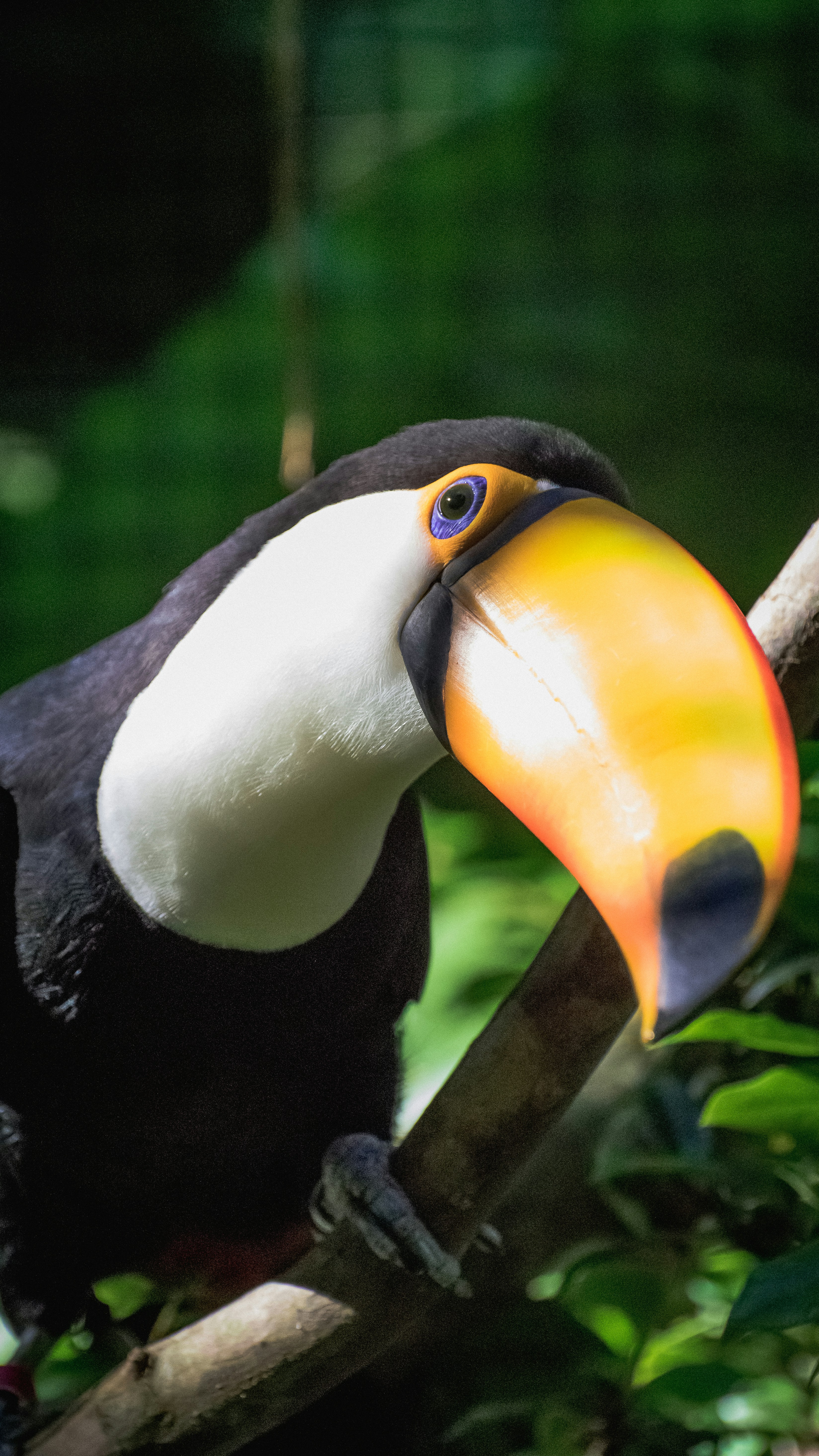 A toucan with a bright, colorful beak.